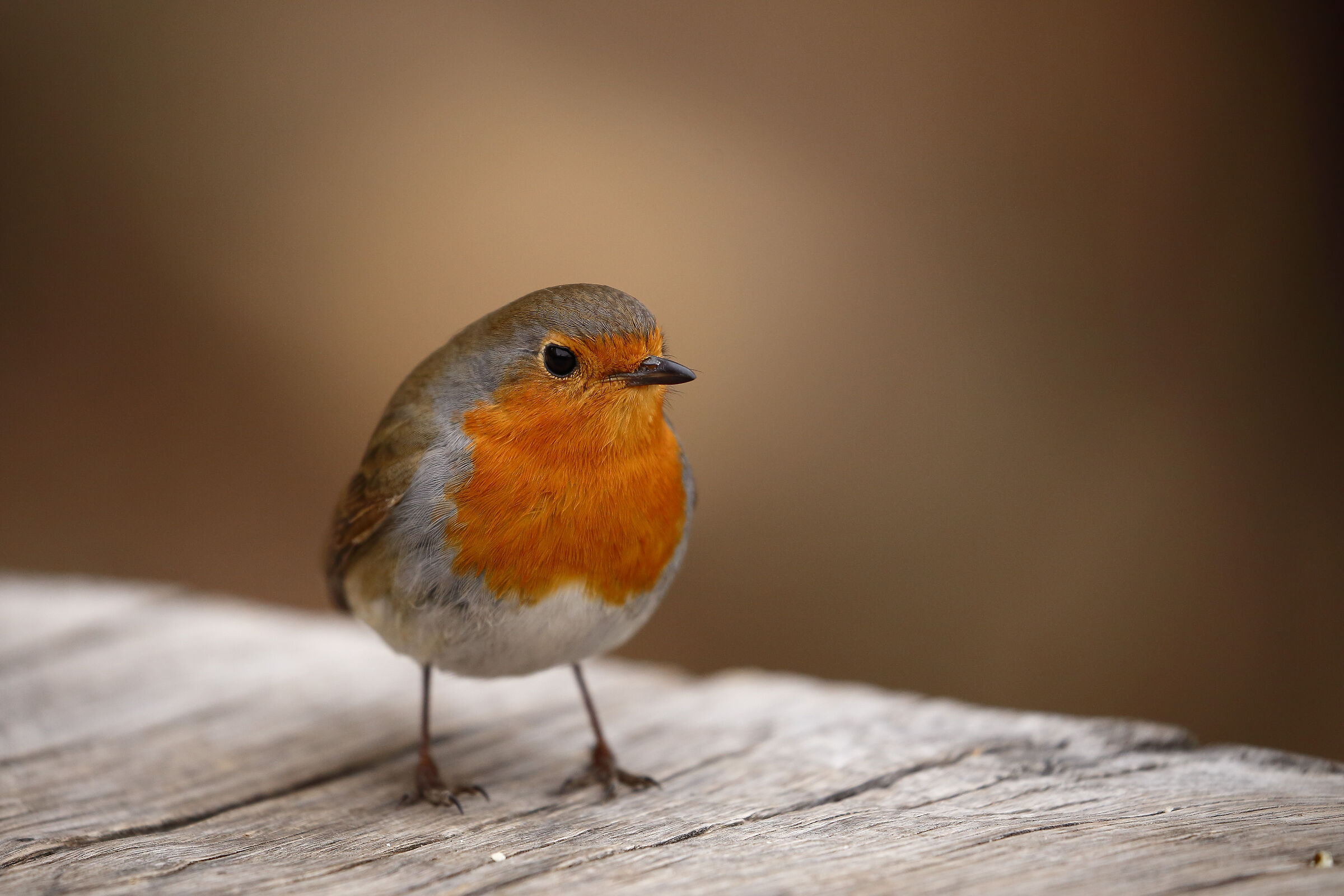 Il mio amico pettirosso