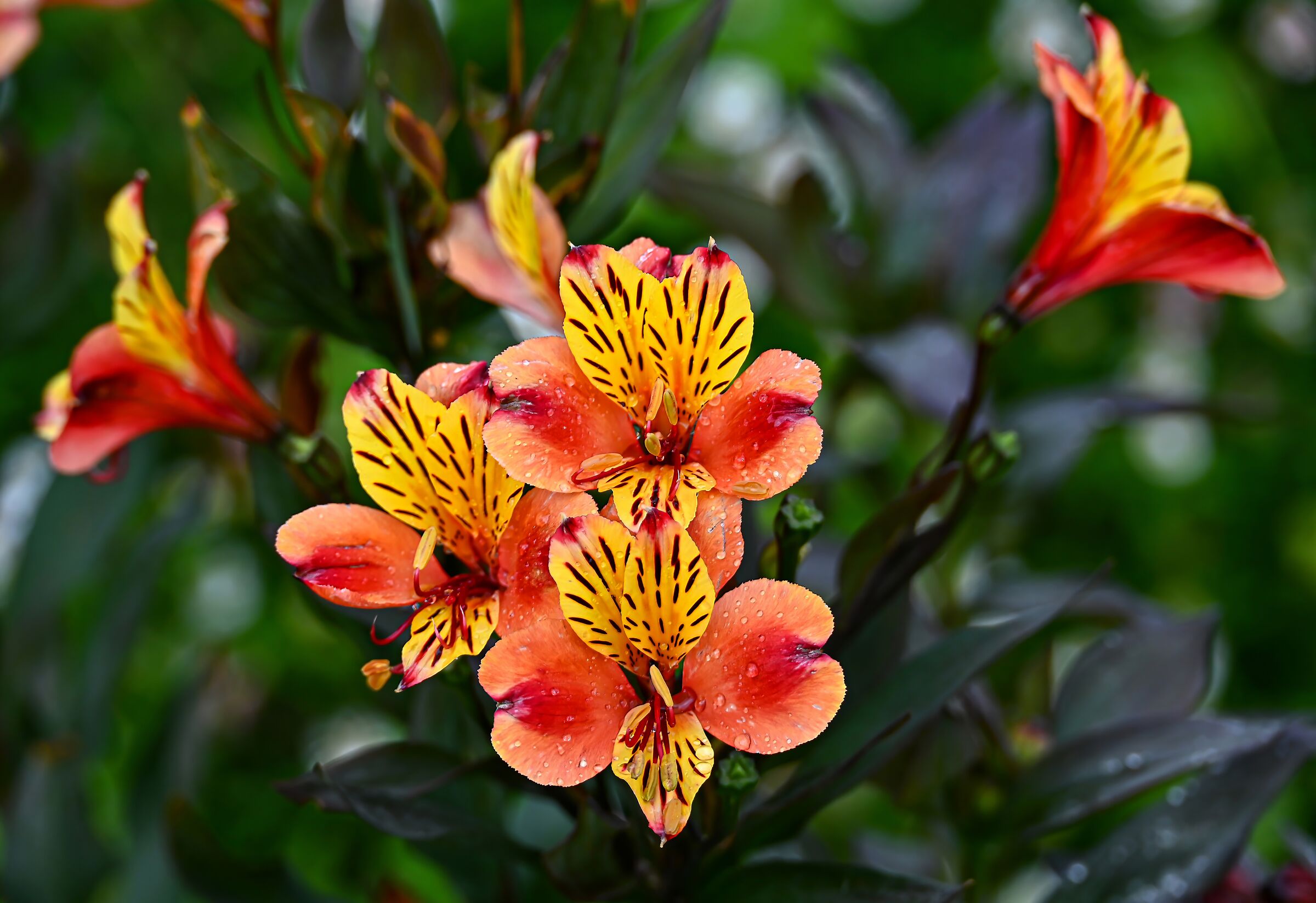 Peruvian lily