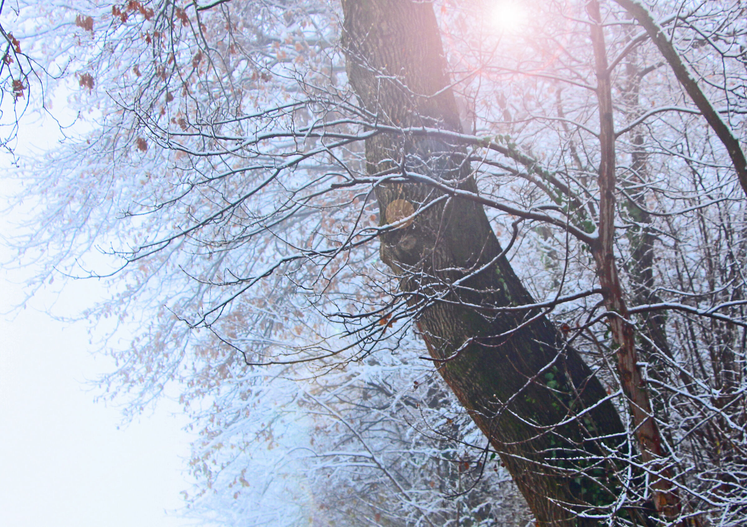 ricami di neve