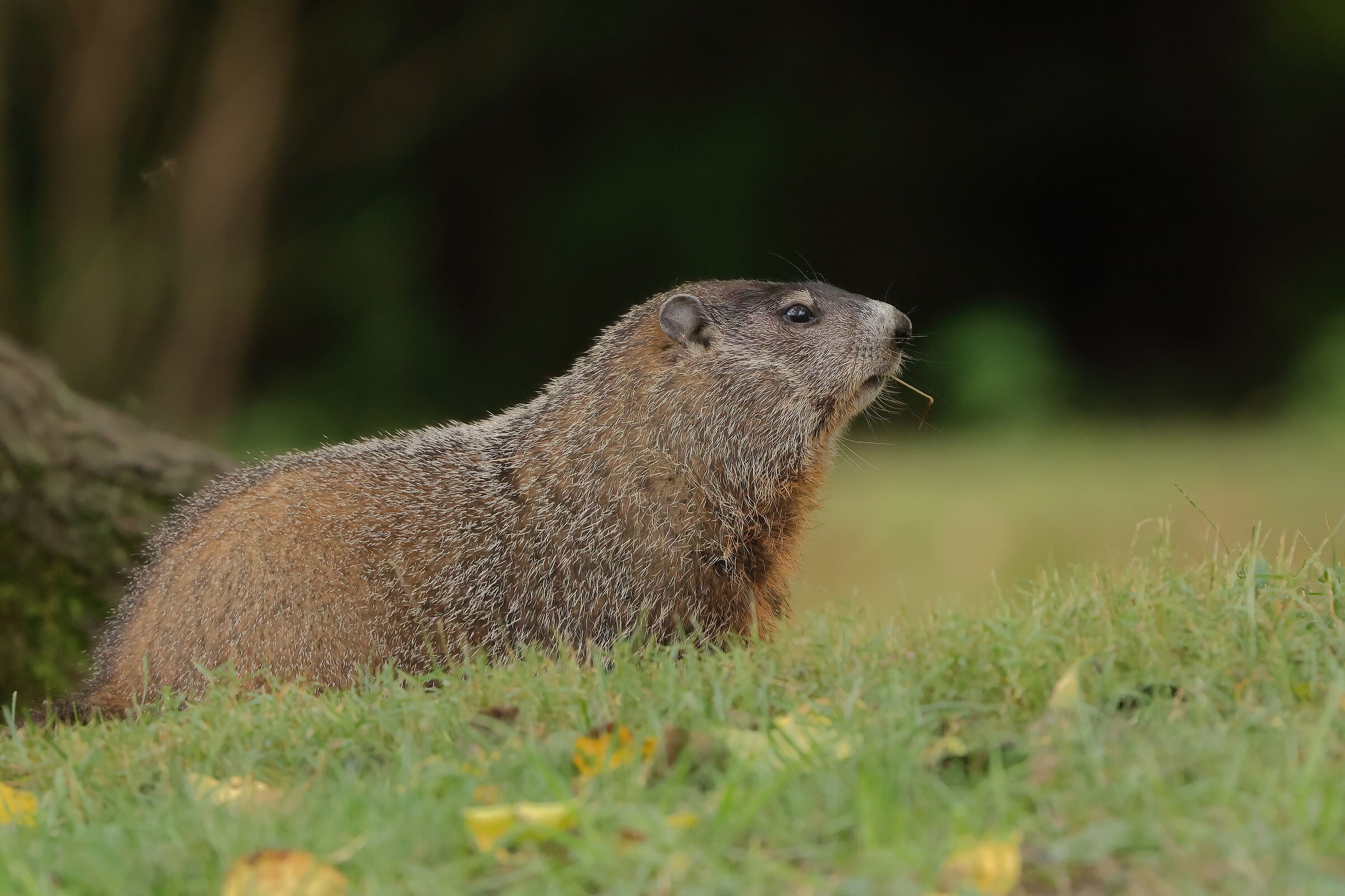American Groundhog