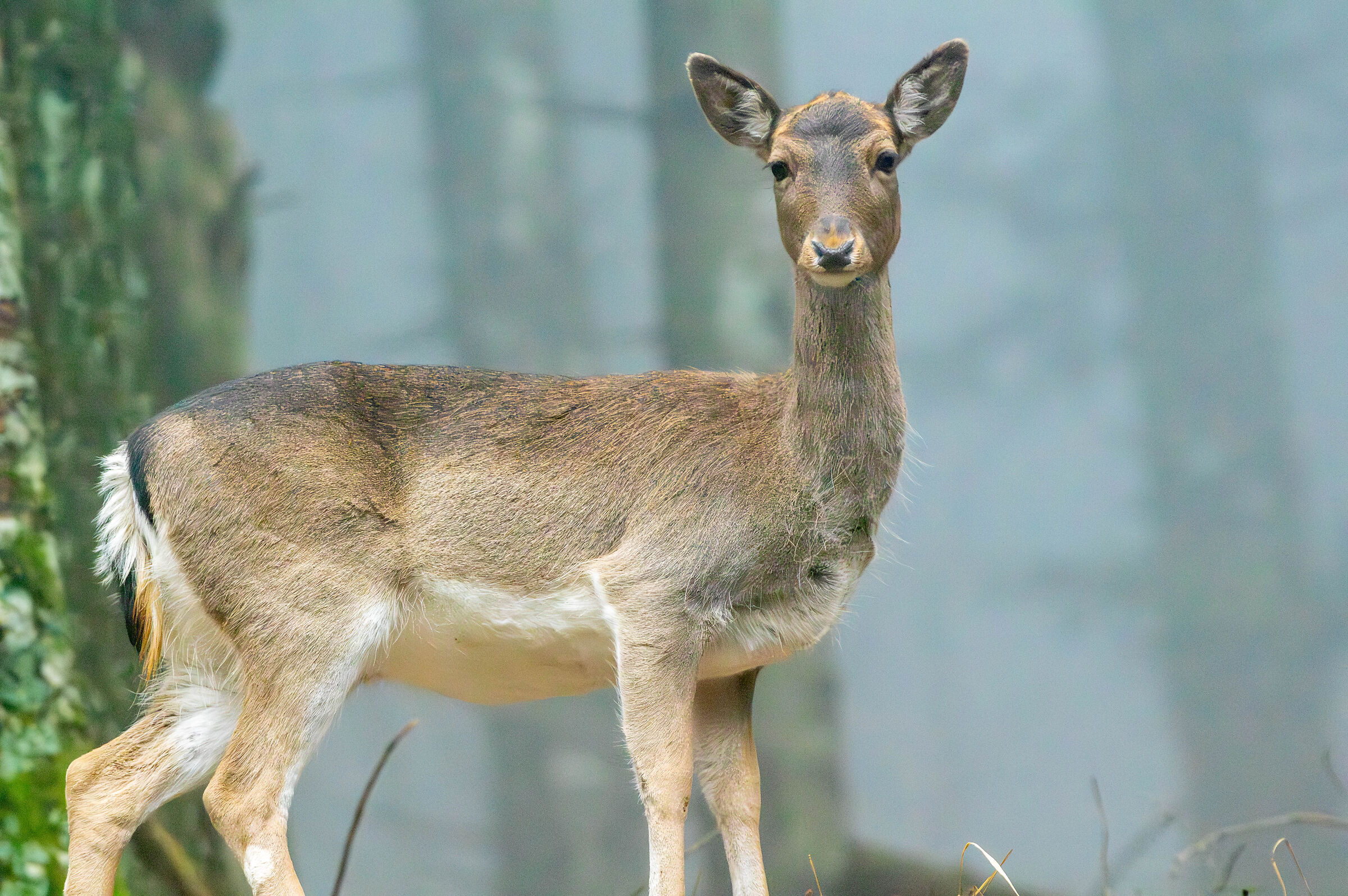 Fallow deer