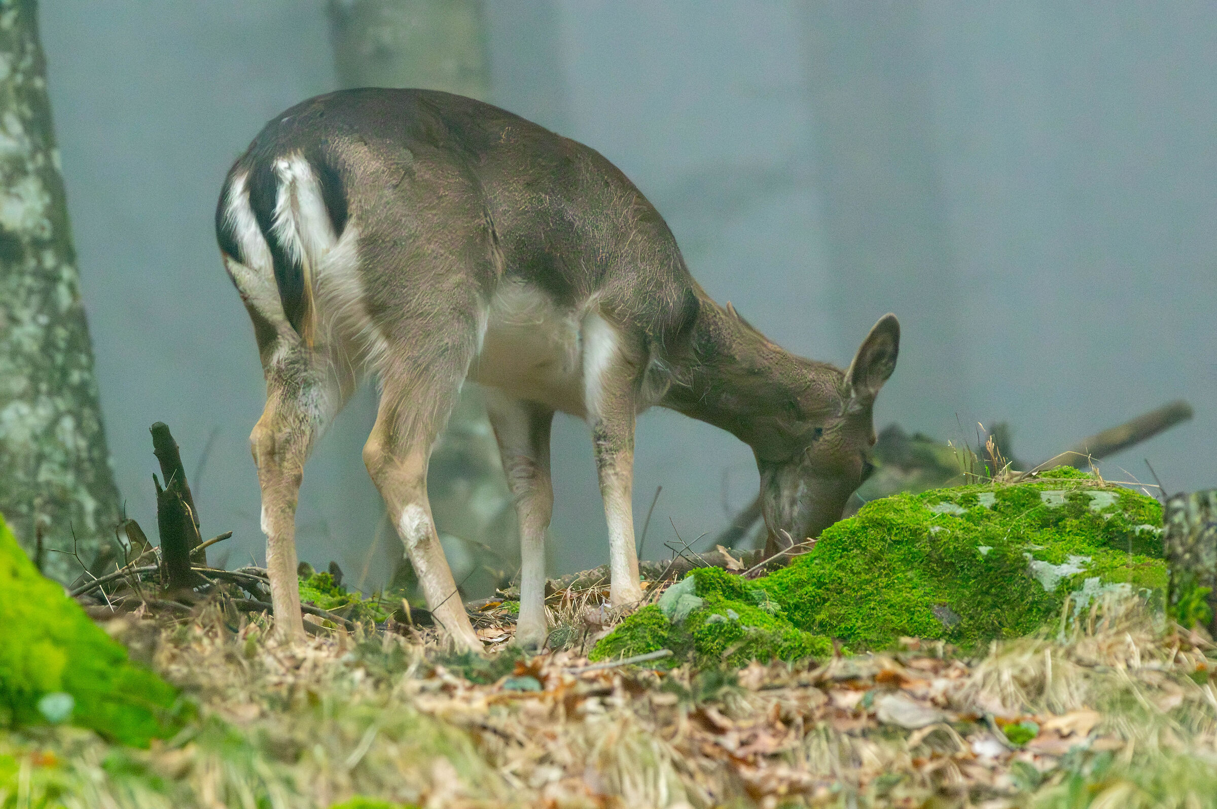 Fallow deer