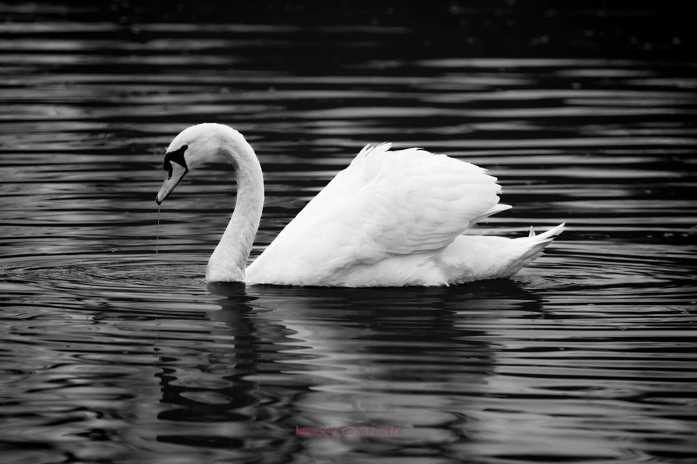 cigno