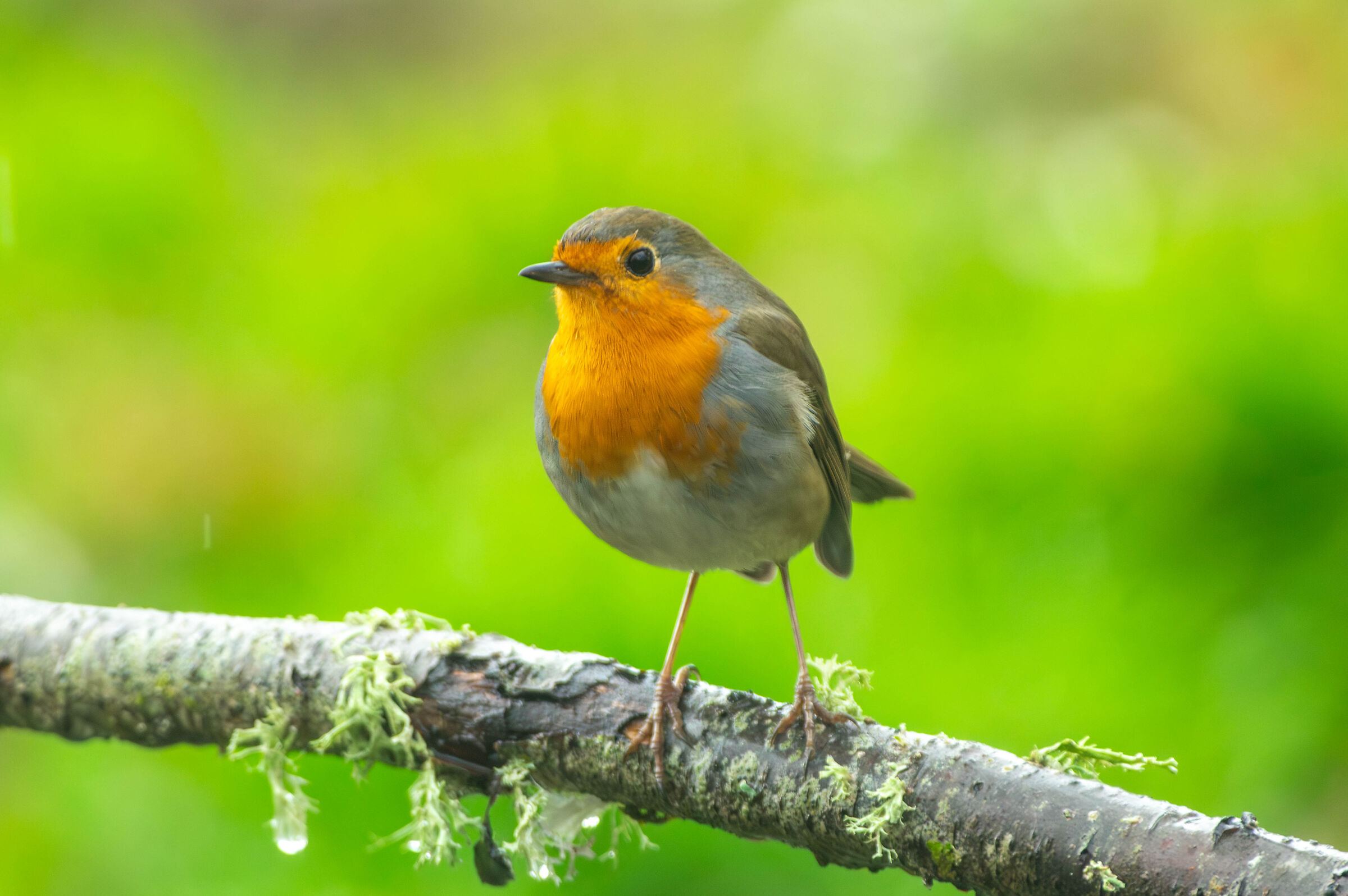 Robin