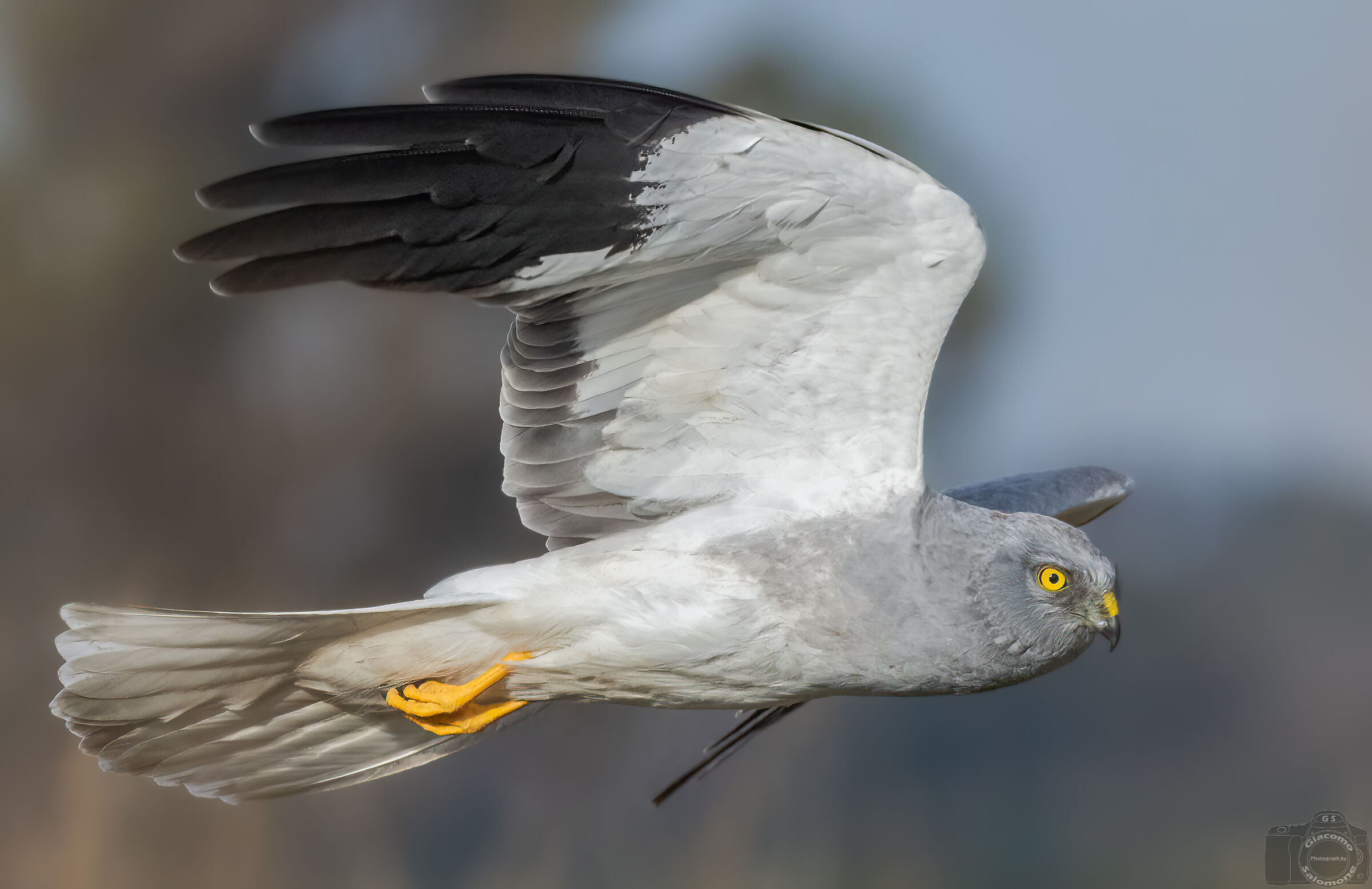 Male hen harrier