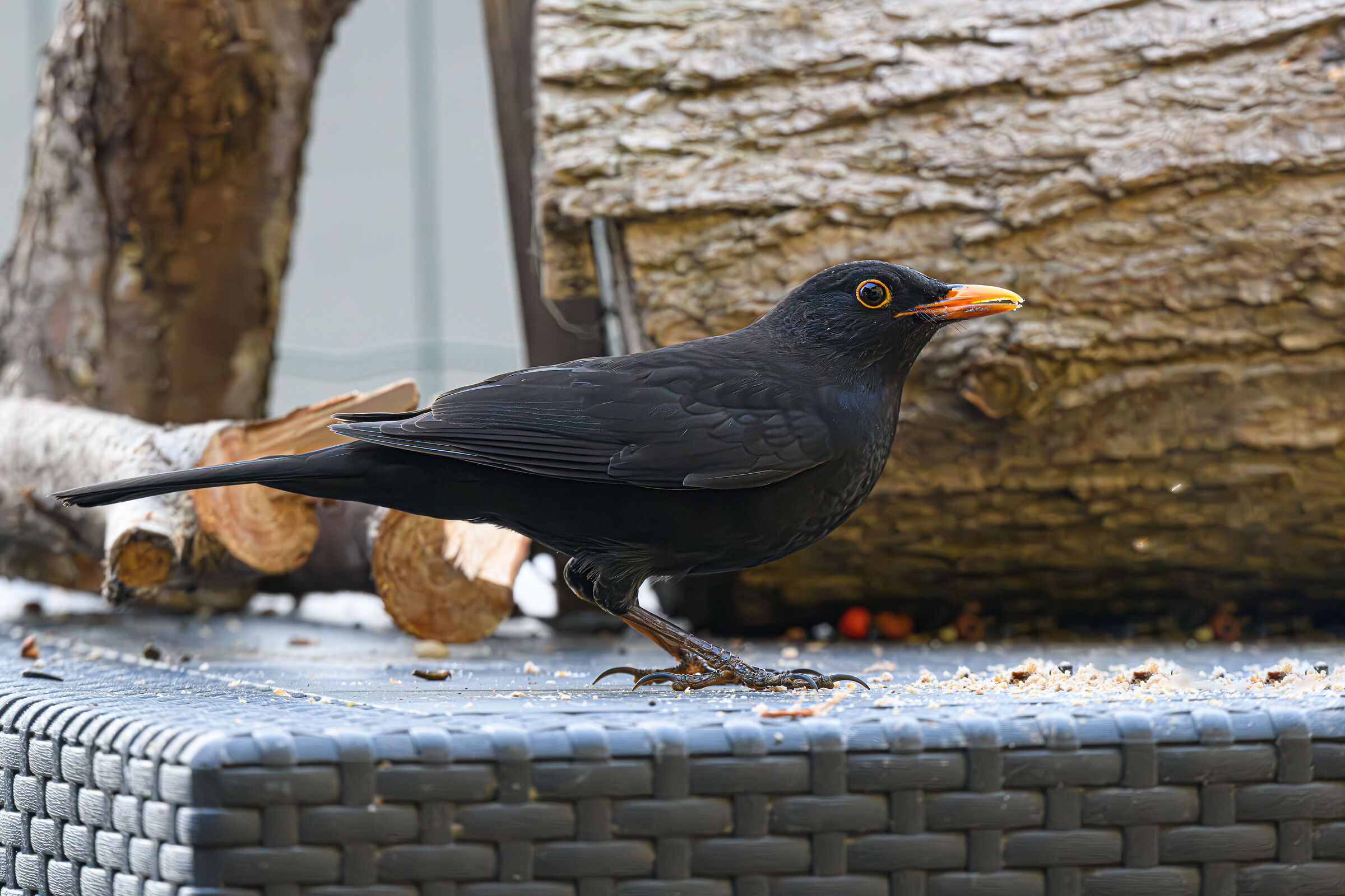 The blackbird