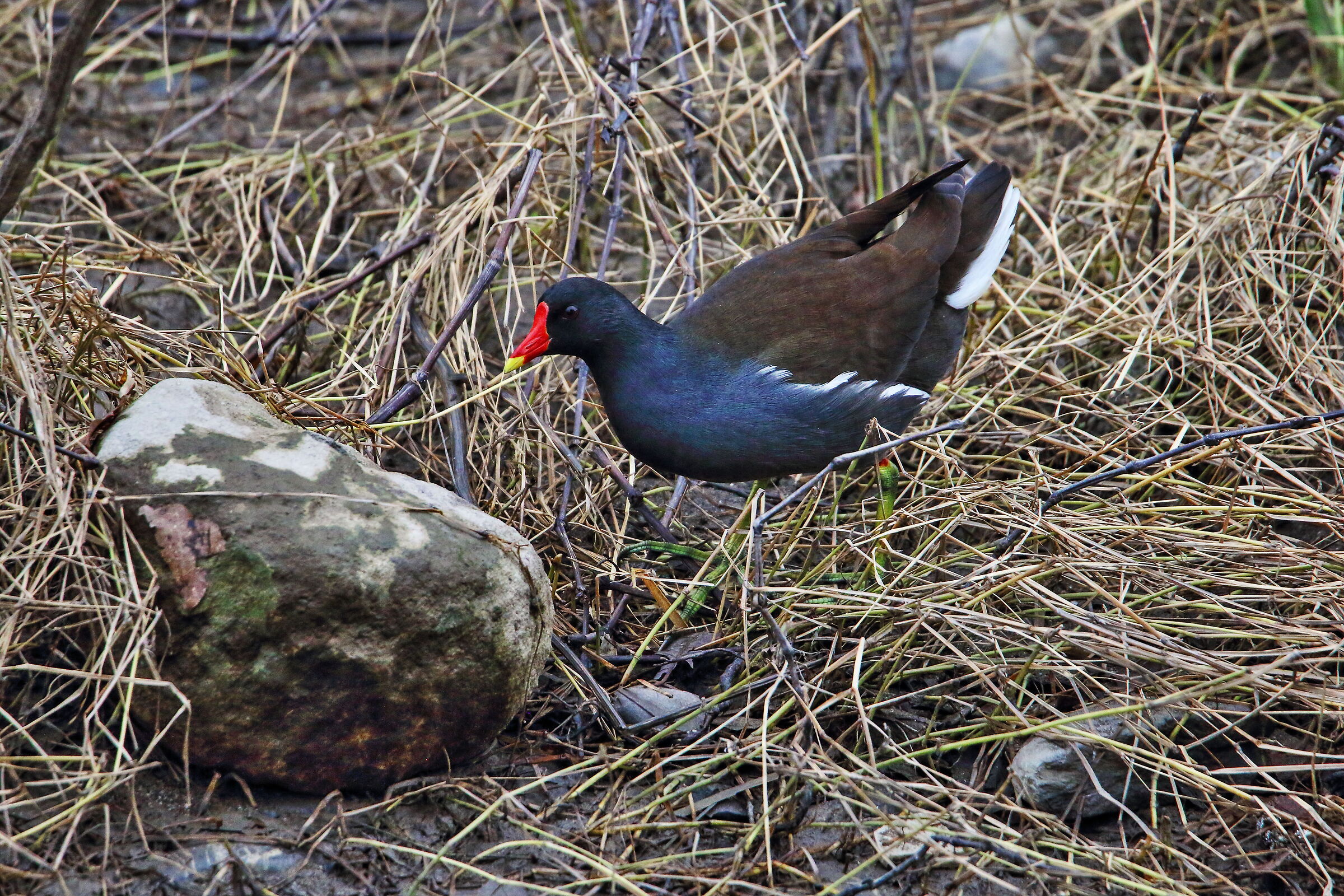 Gallinella (Gallinula Chloropus)