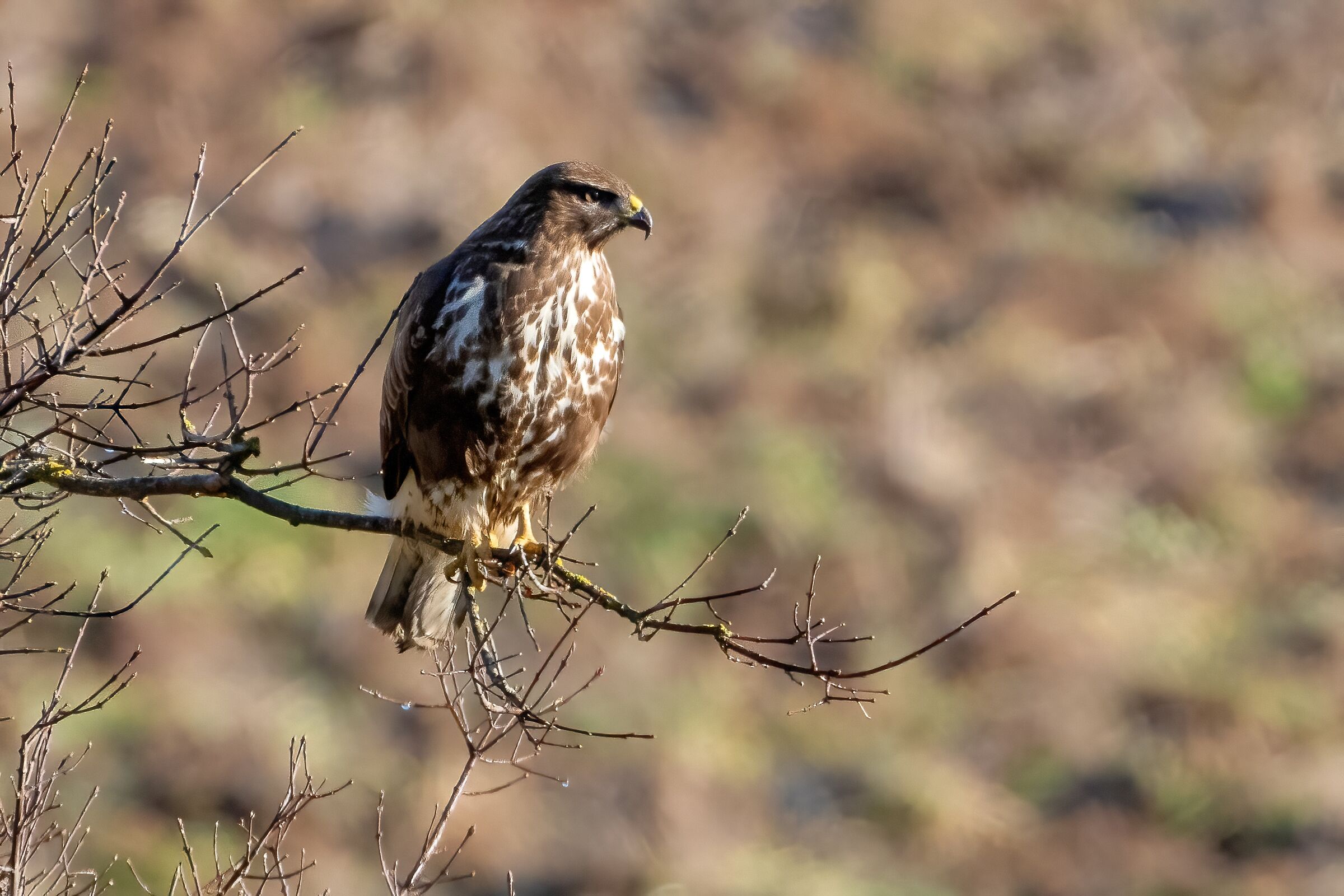 Buzzard (Buteo buteo)