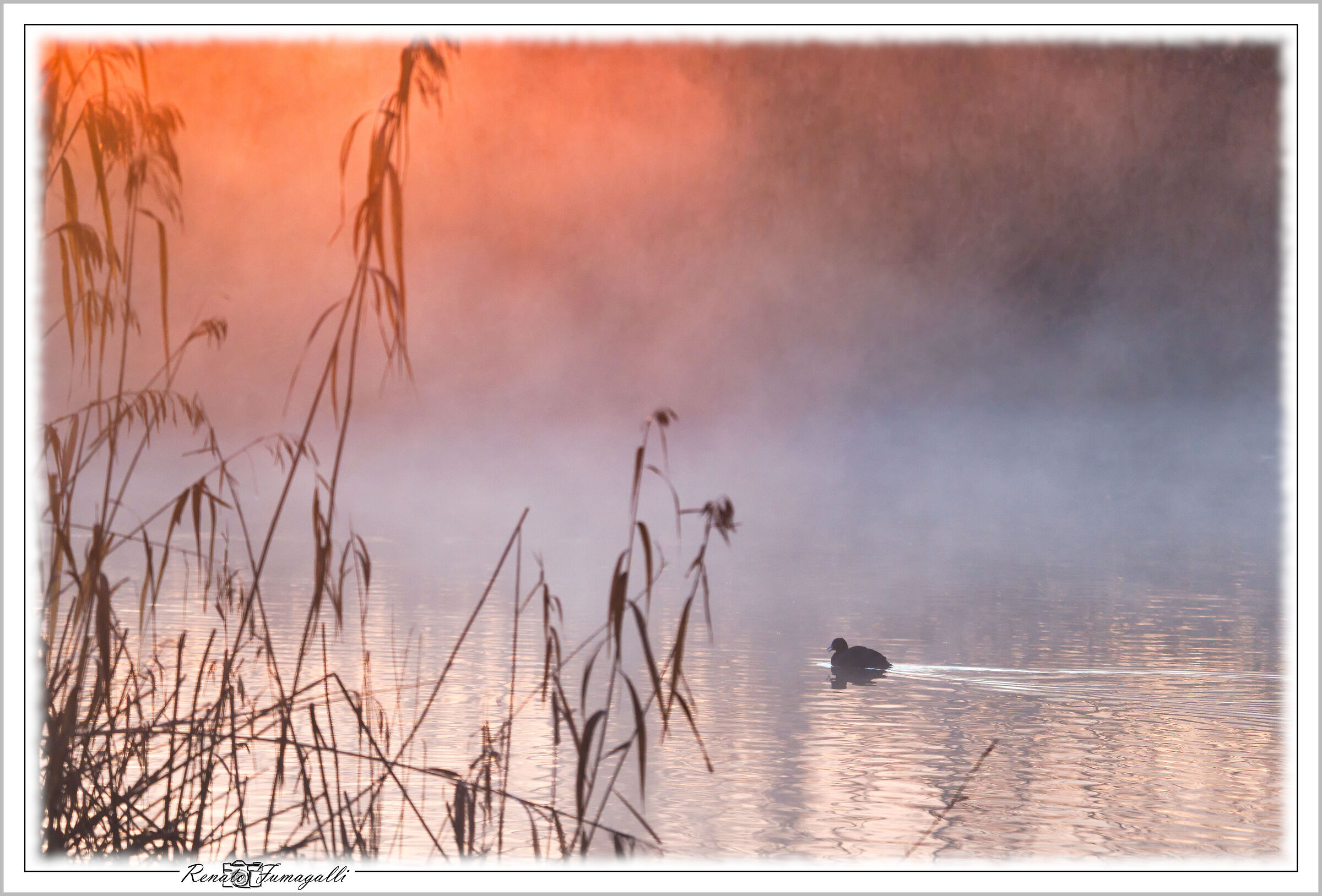 Coot in the fog