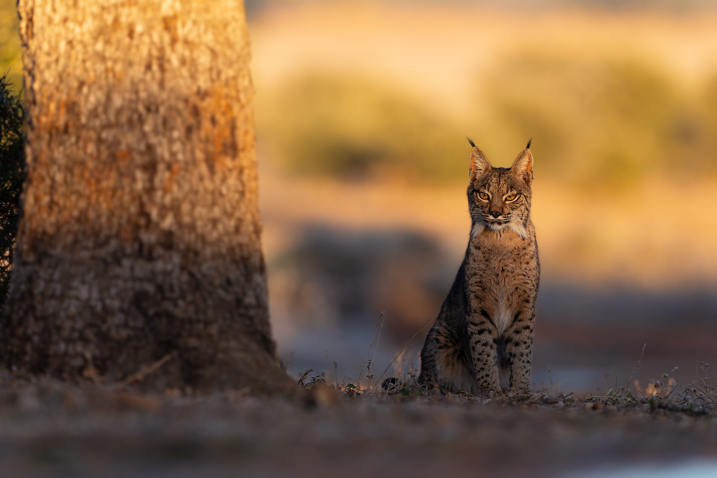 In the first light of day