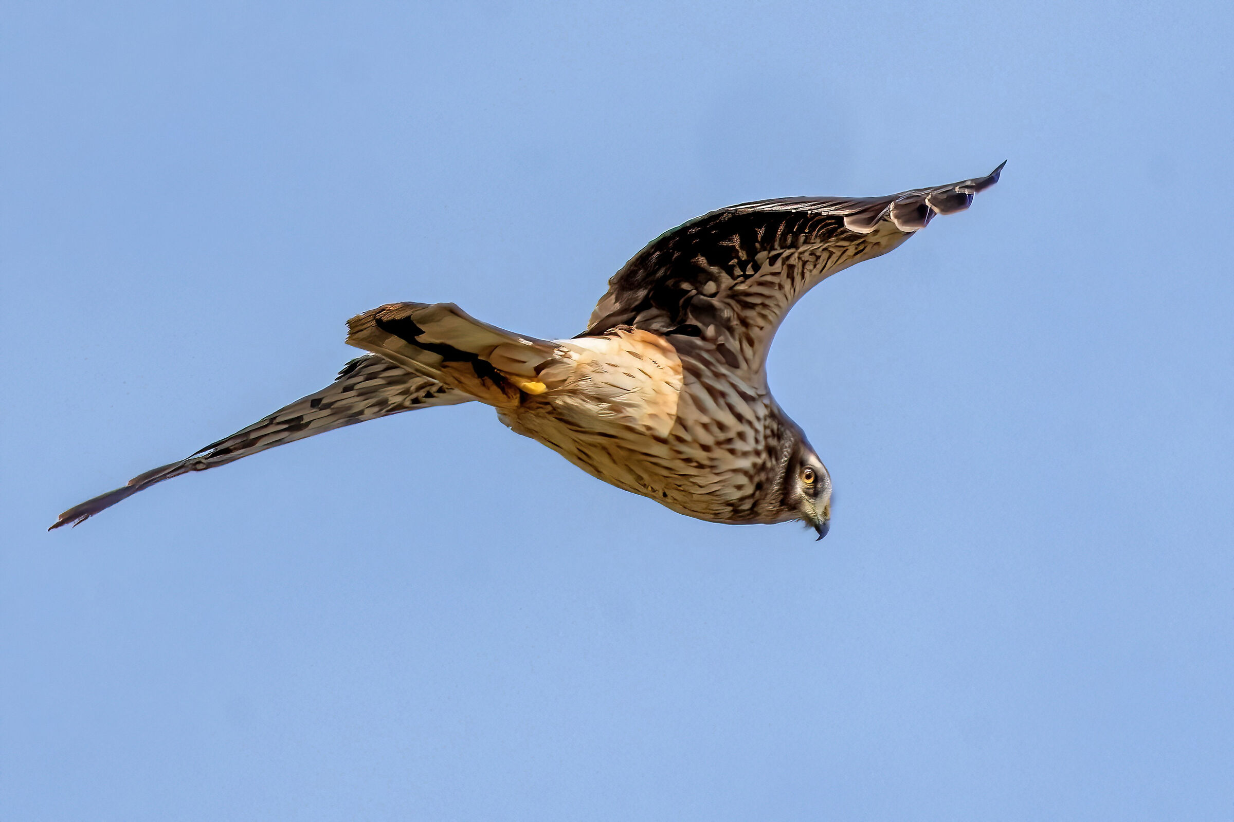 Hen Harrier (Circus cyaneus)