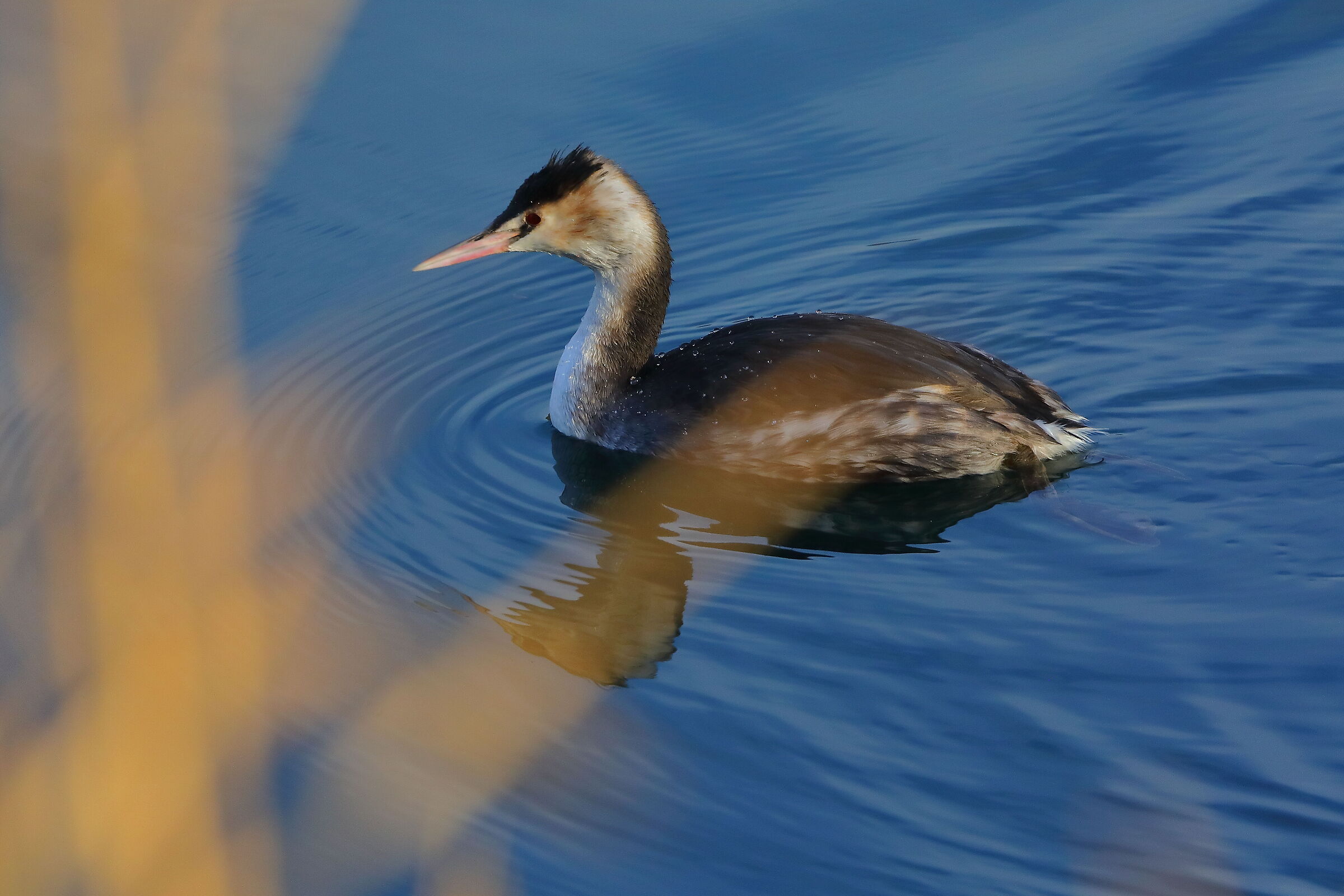 Svasso 17 dicembre 2024 - 0026