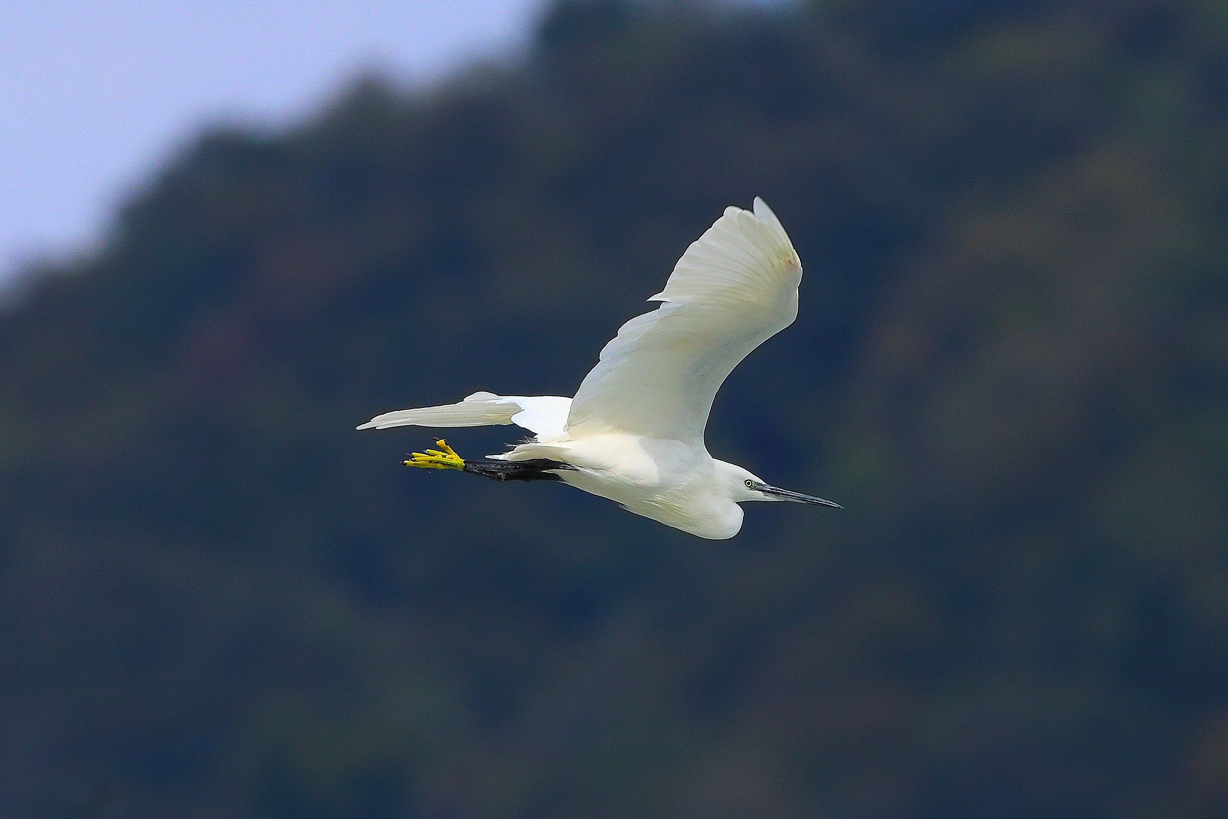 Garzetta 20 settembre 2024 - 0103