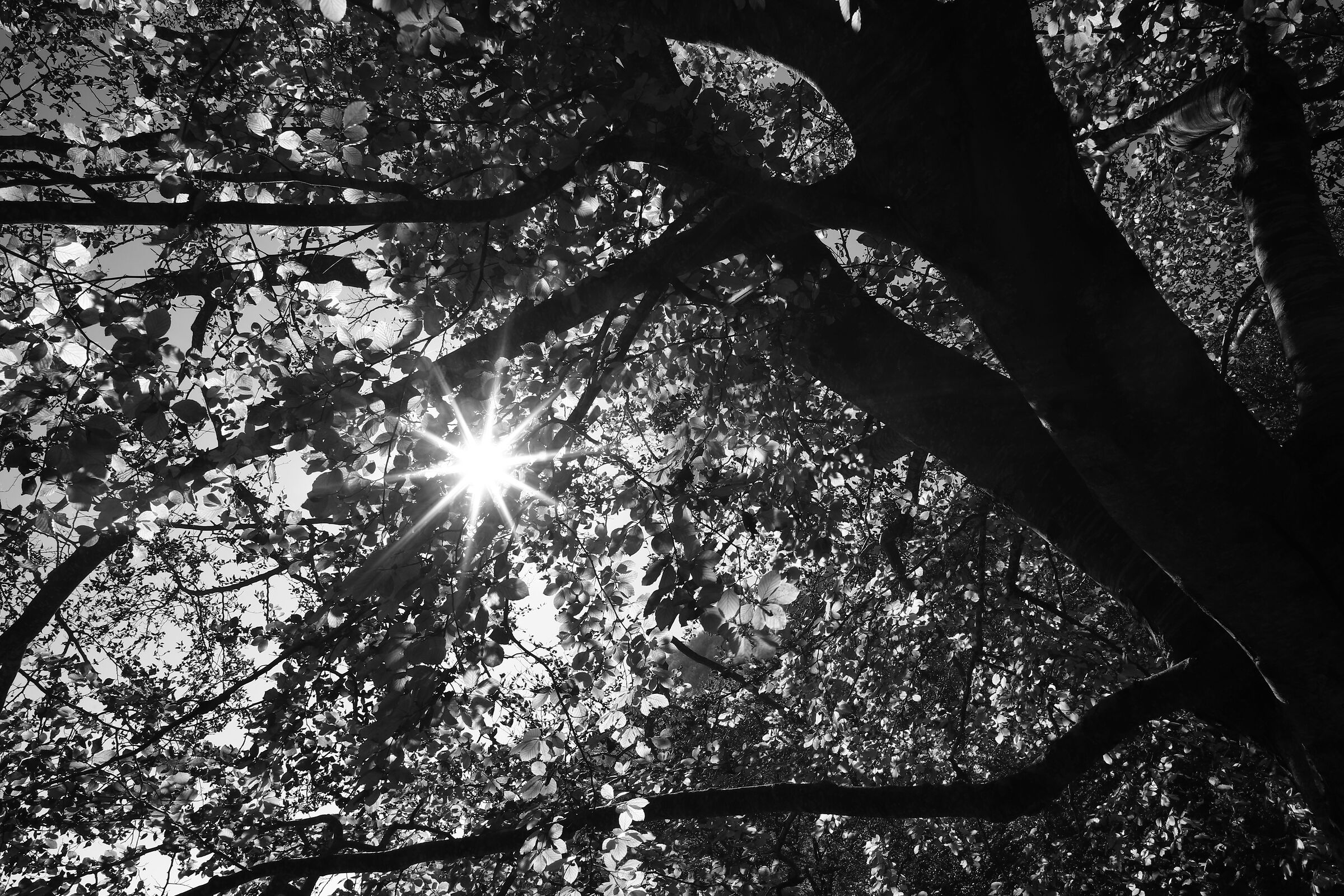 Autumn star