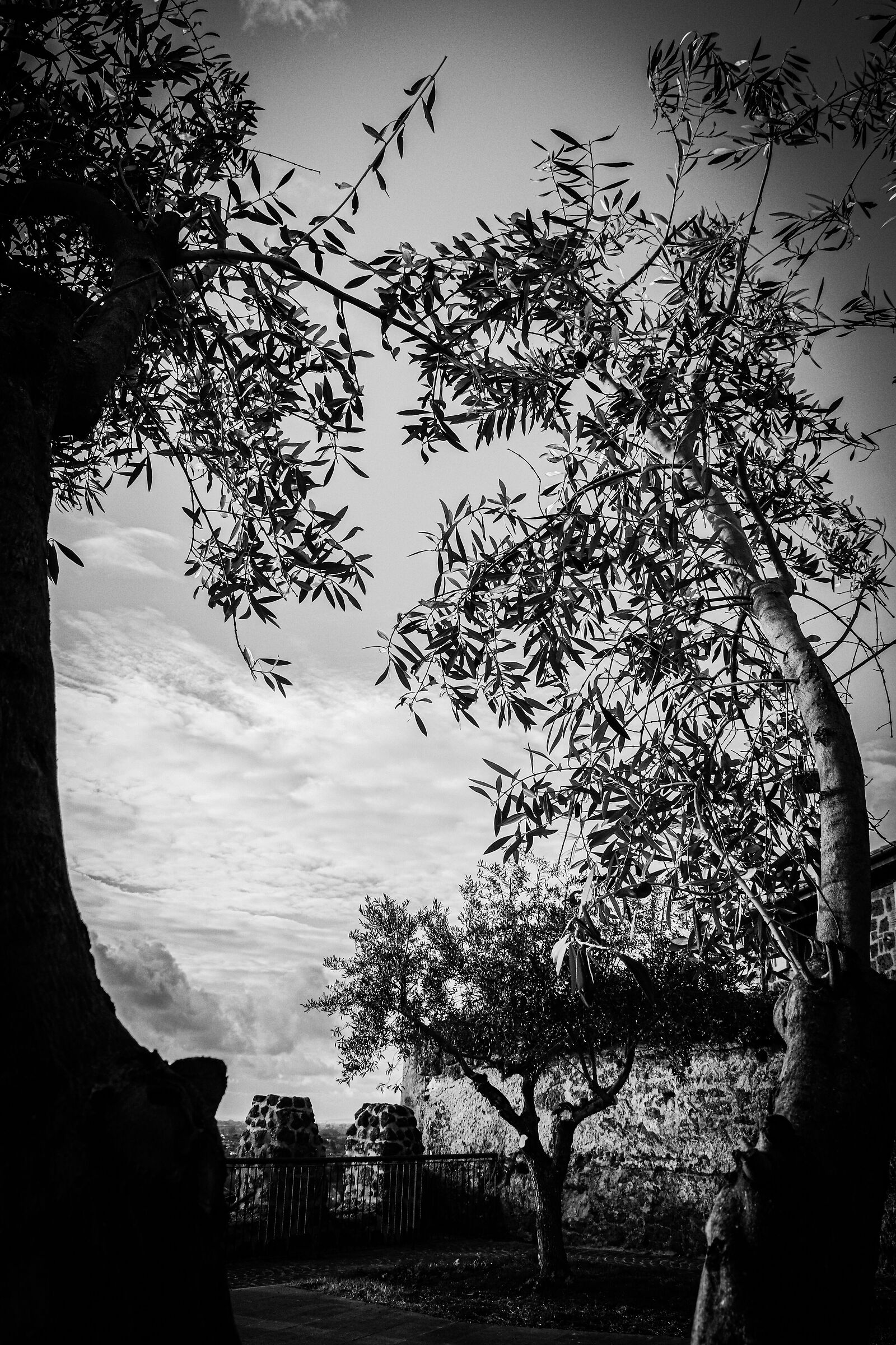 Olive trees