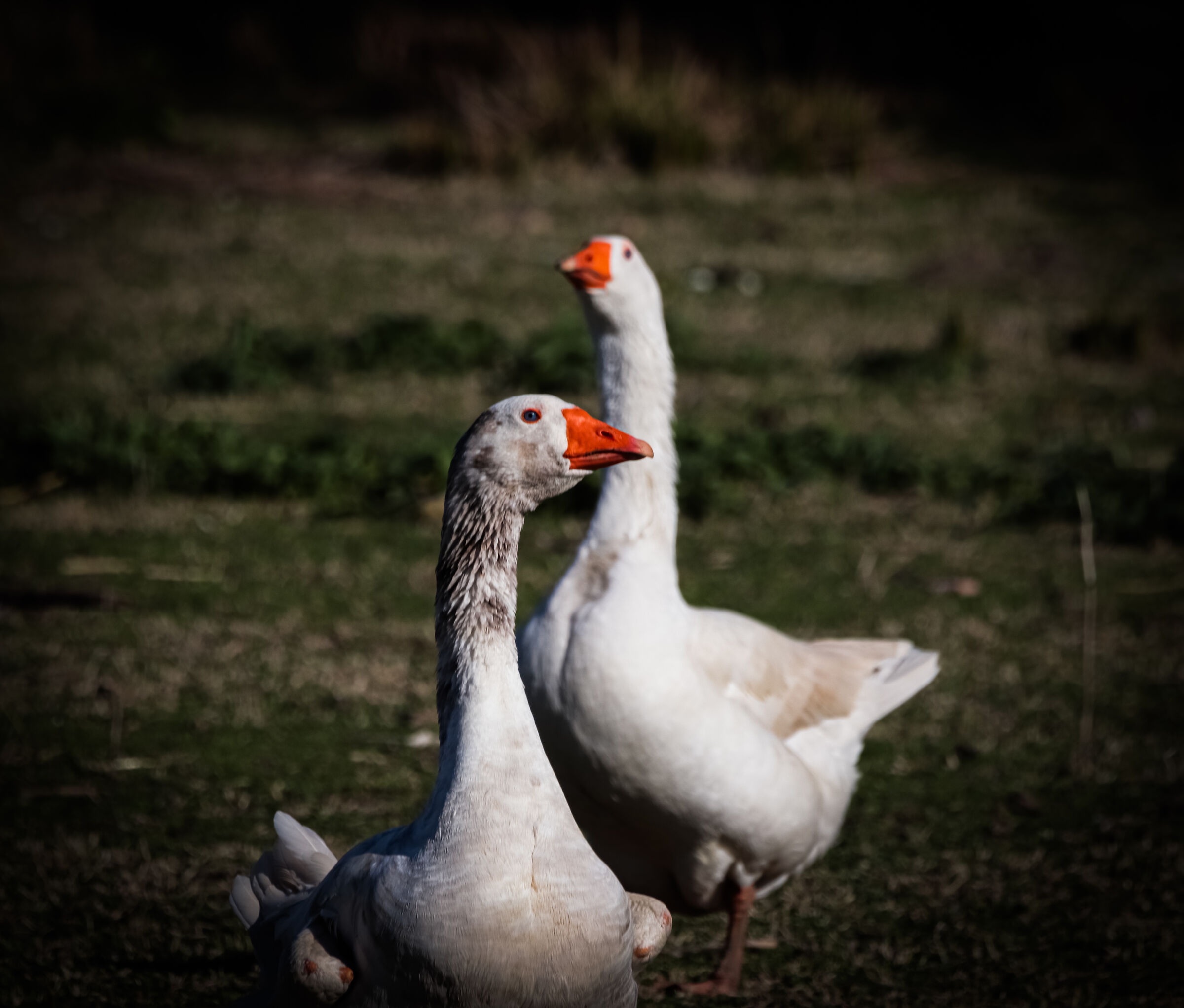 Geese