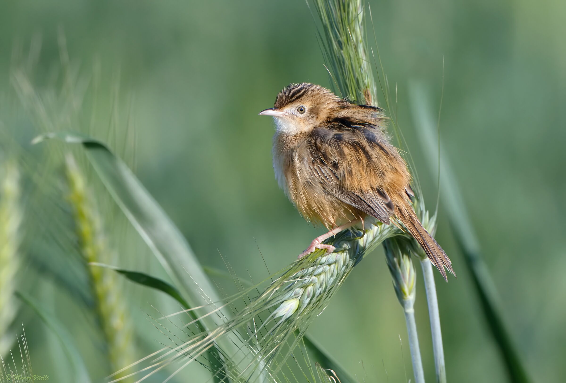 Snipe (Cisticola juncidis)