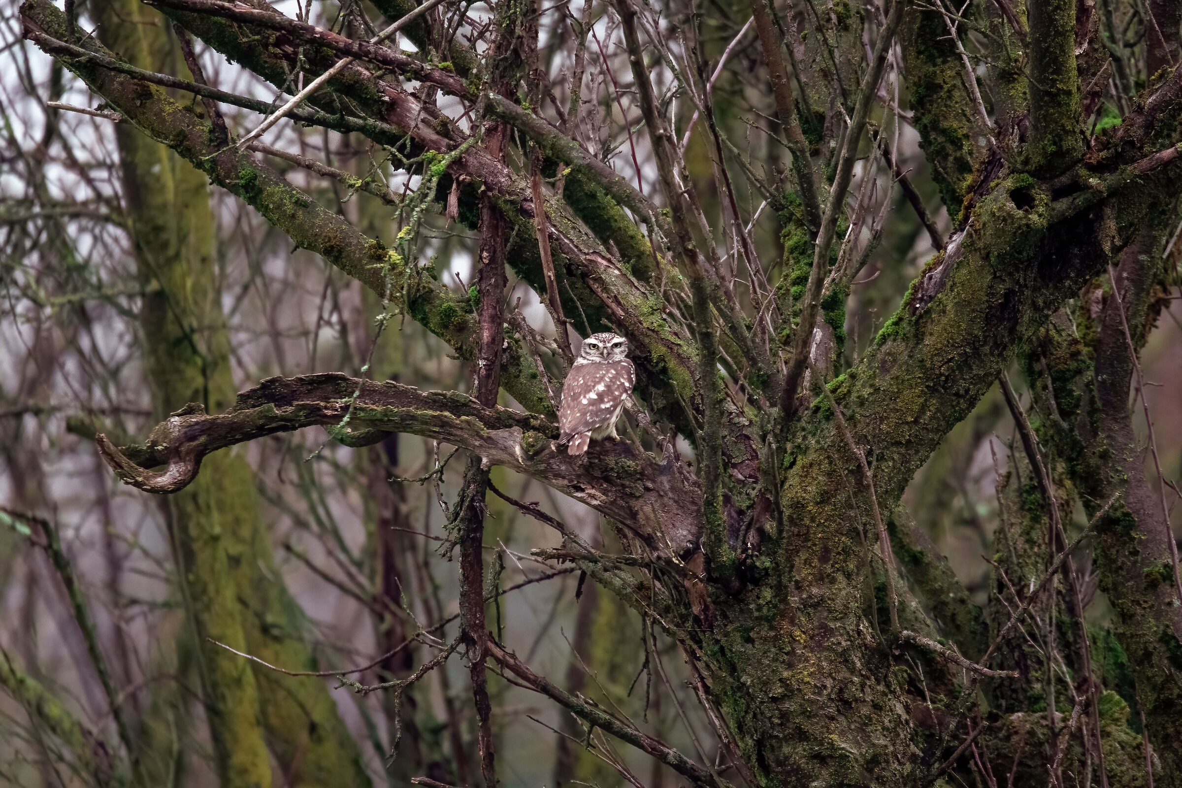 owl