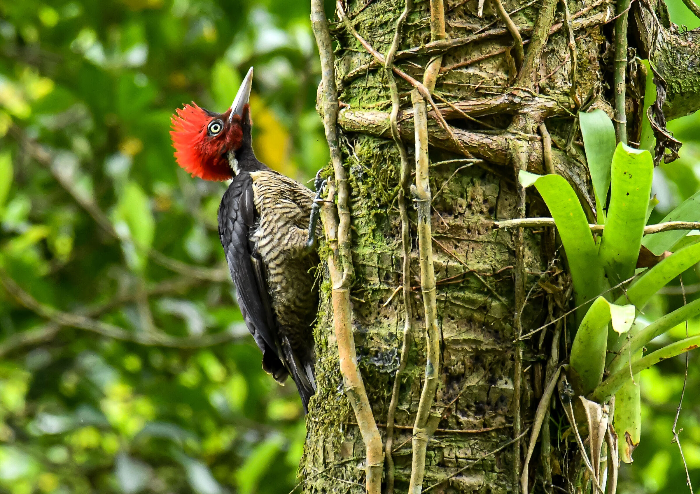 Il picchio del Guatemala
