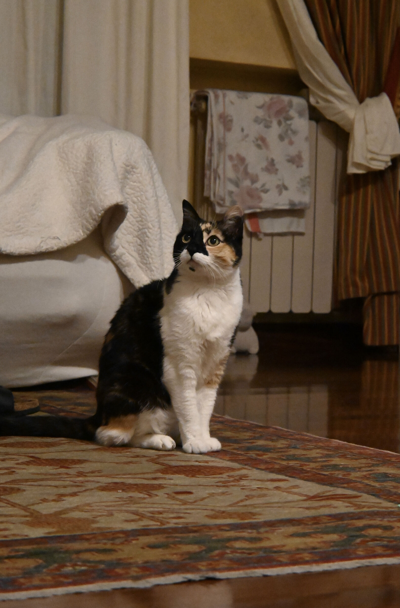 Principessa Lena