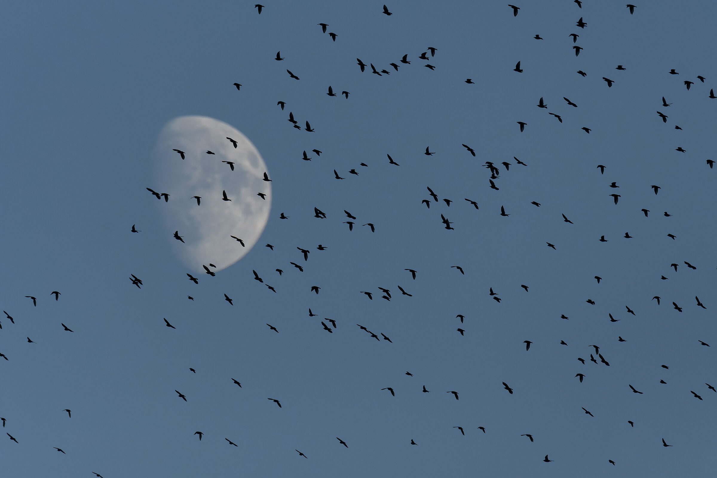 Flock of starlings on crescent moon