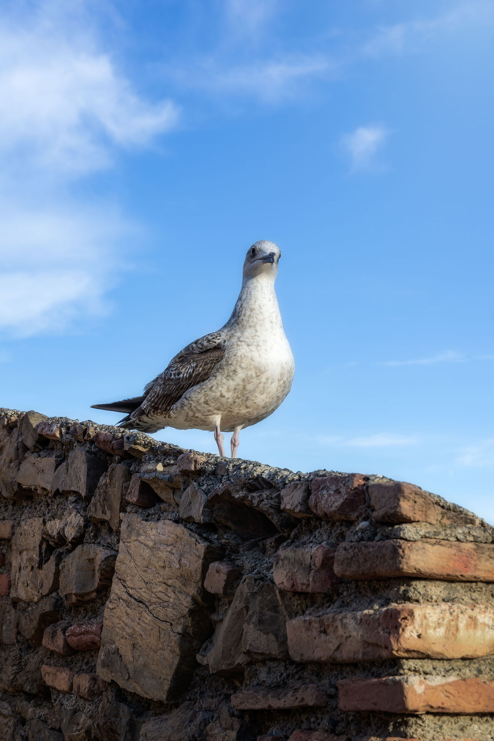 Gaviota Larus Argentatus