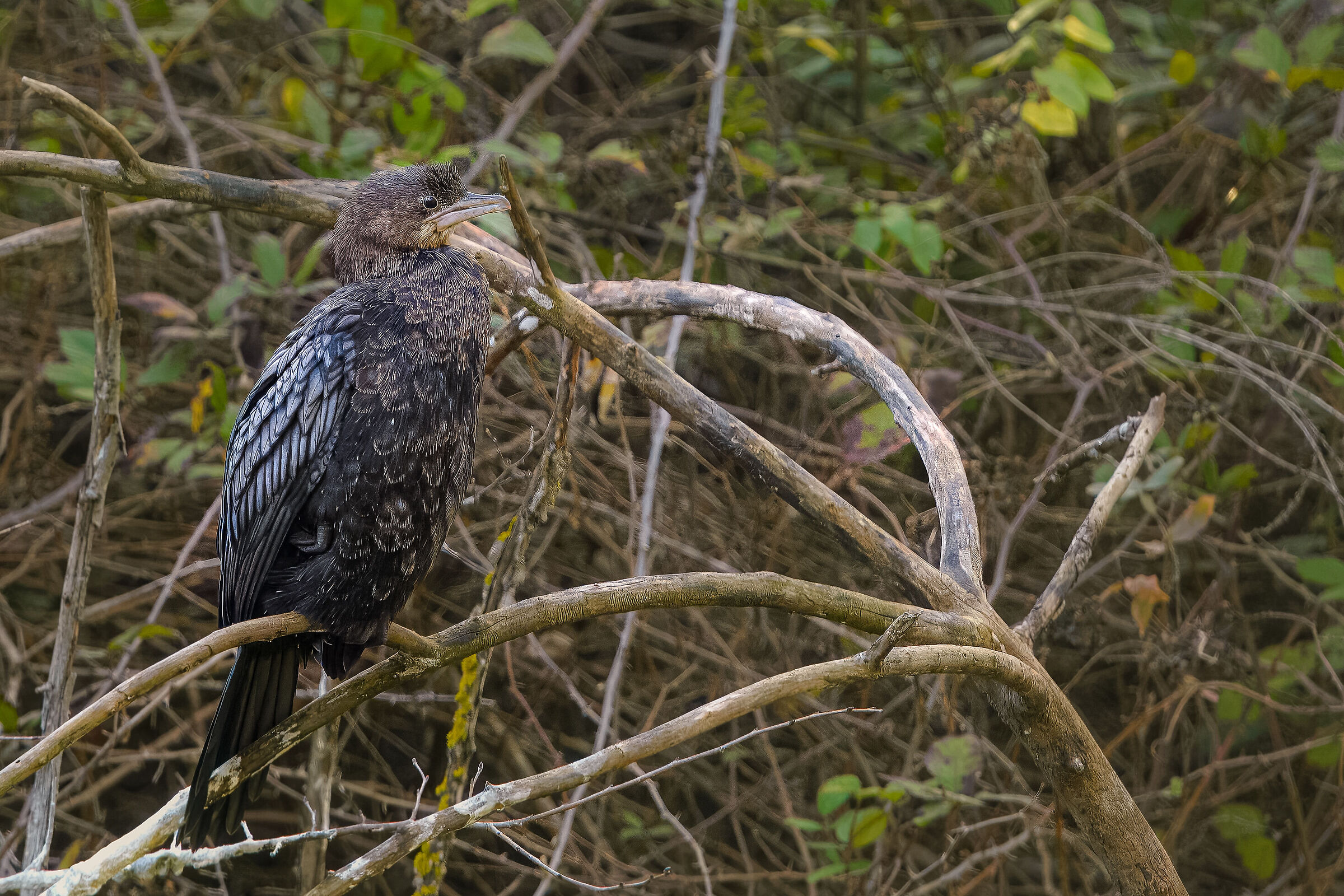Cormorano