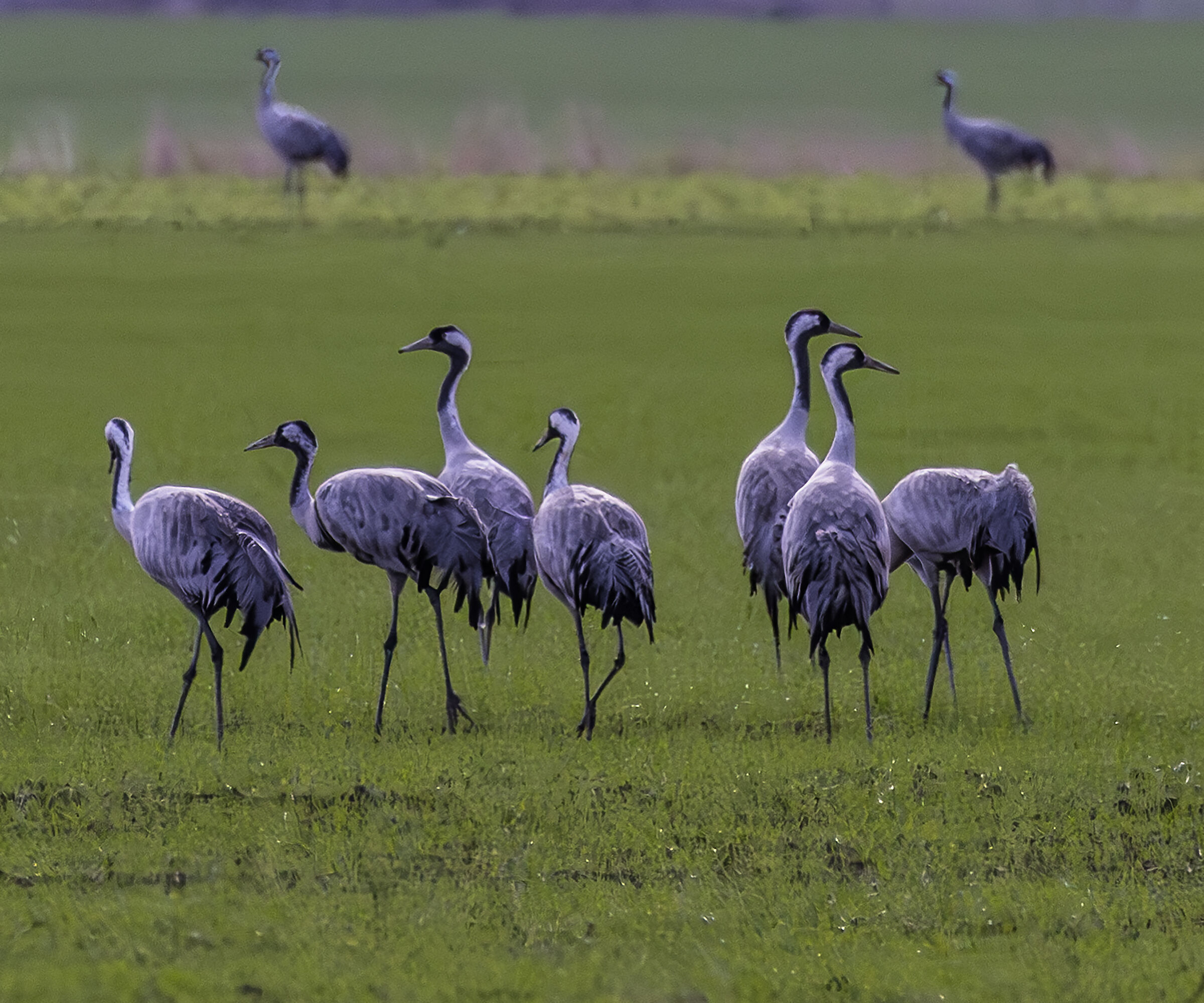 cranes4