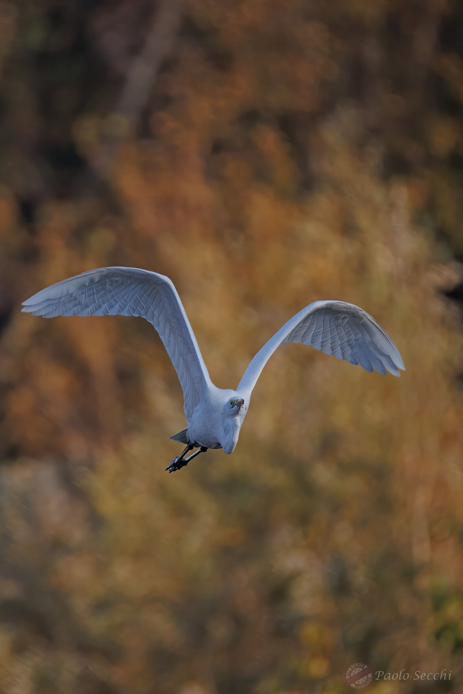The plots of the cattle egret