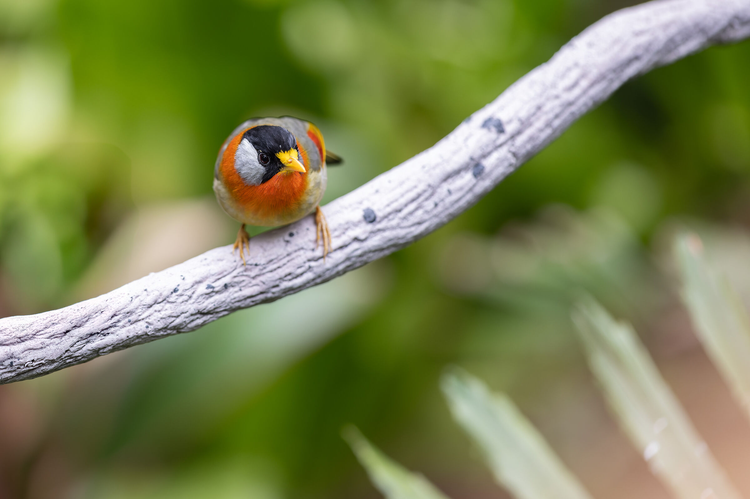 Leiothrix argentauris (Silver-eared nightingale)
