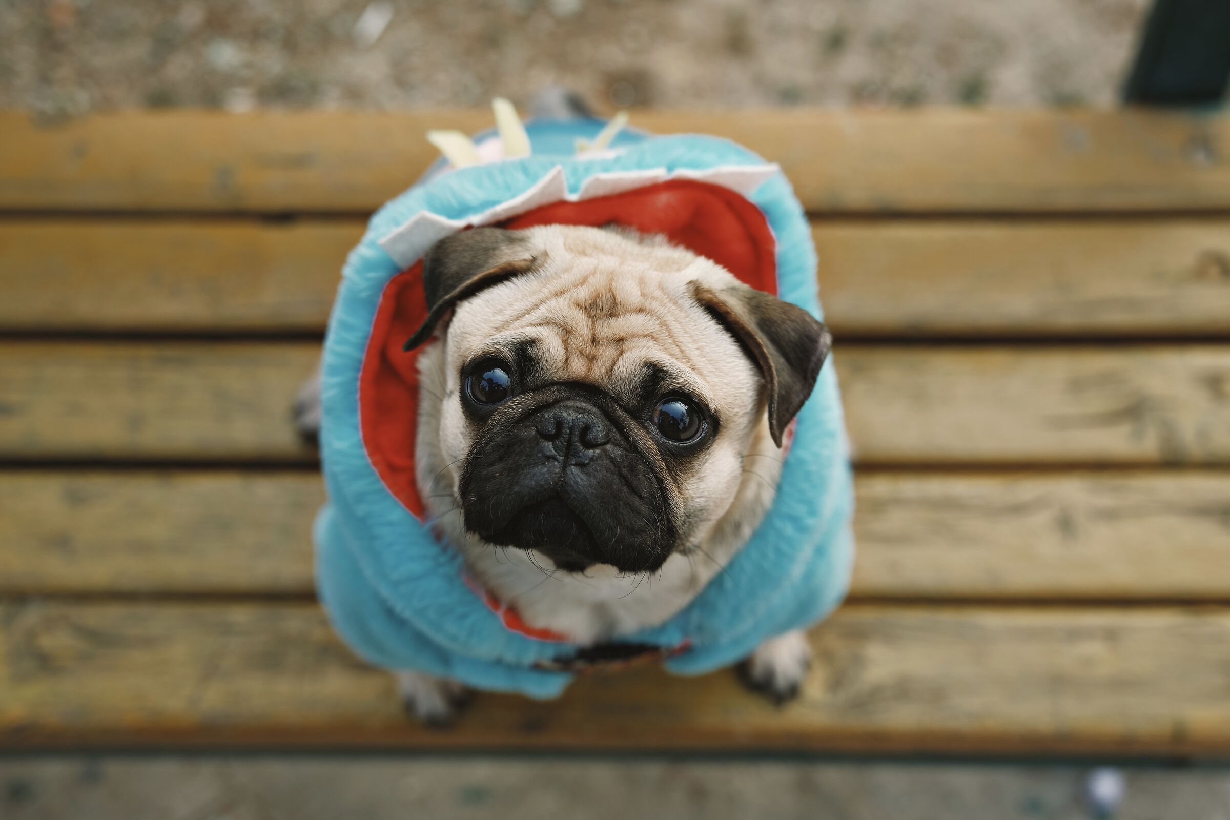 Cuccie Cagnolino