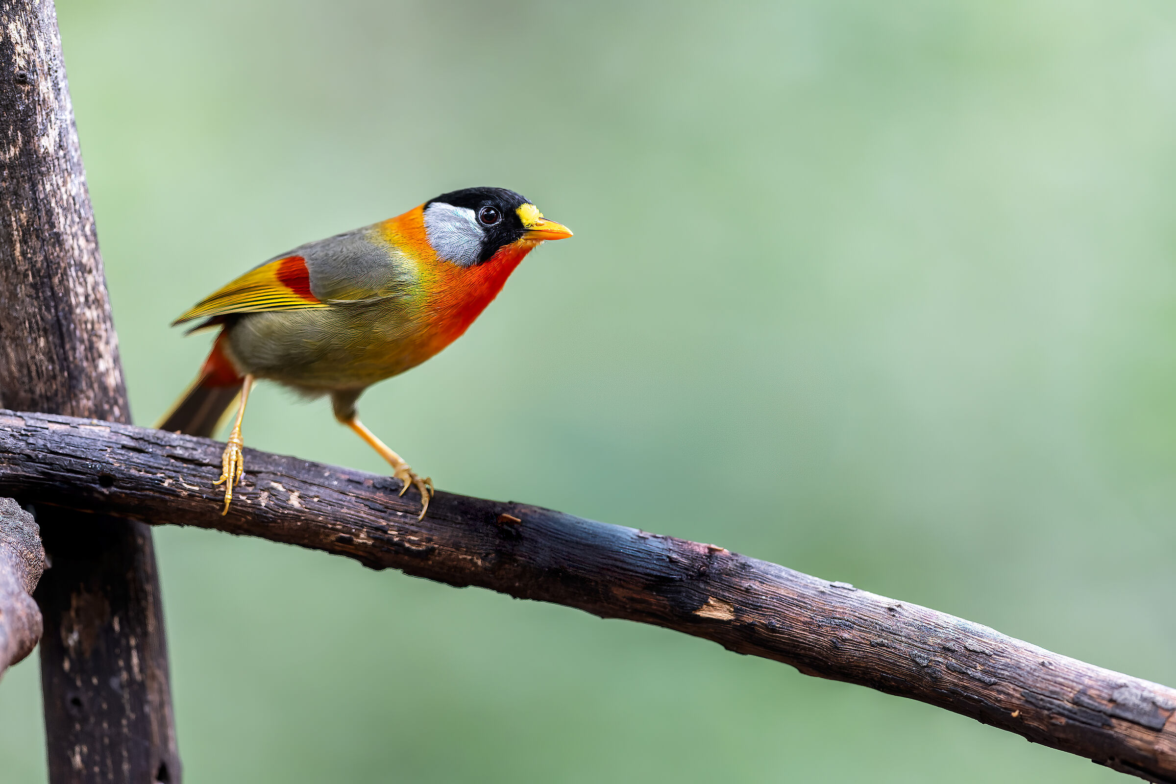 Leiothrix argentauris