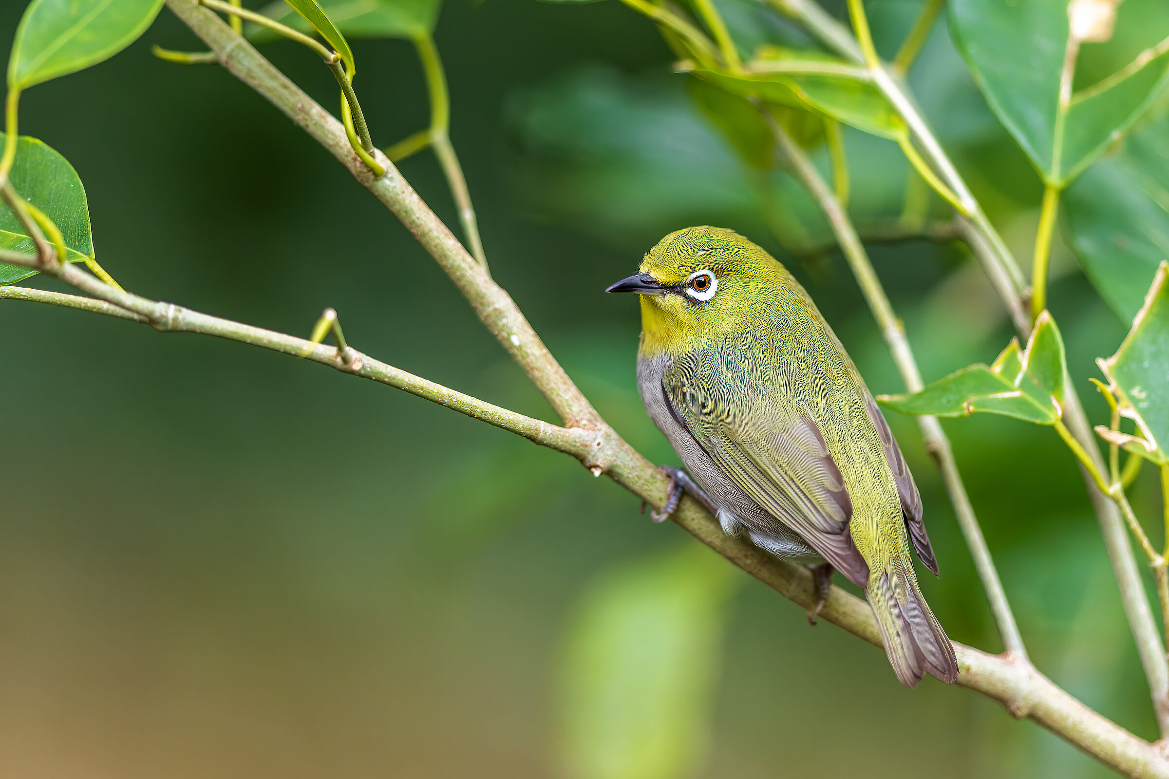 Zosterops japonicus (Japanese goggle)