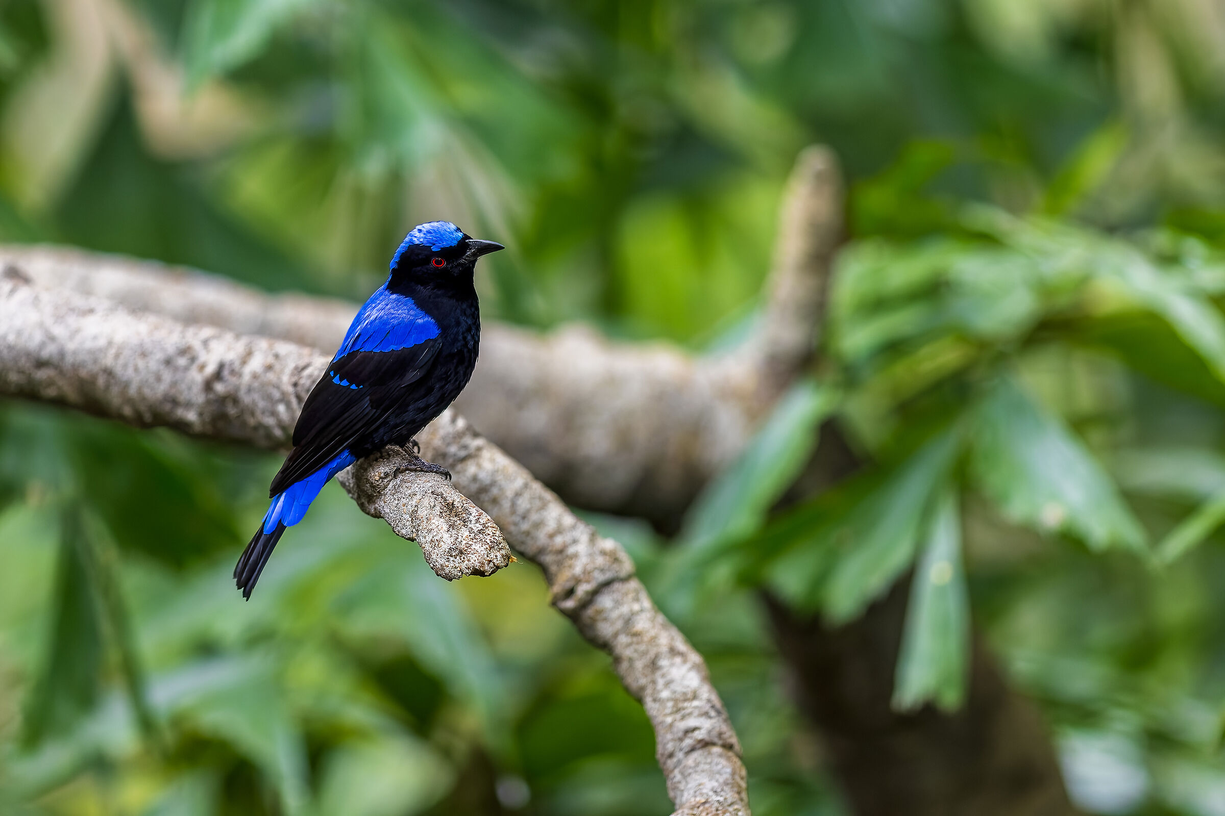 Irena puella (Blueback Irena)