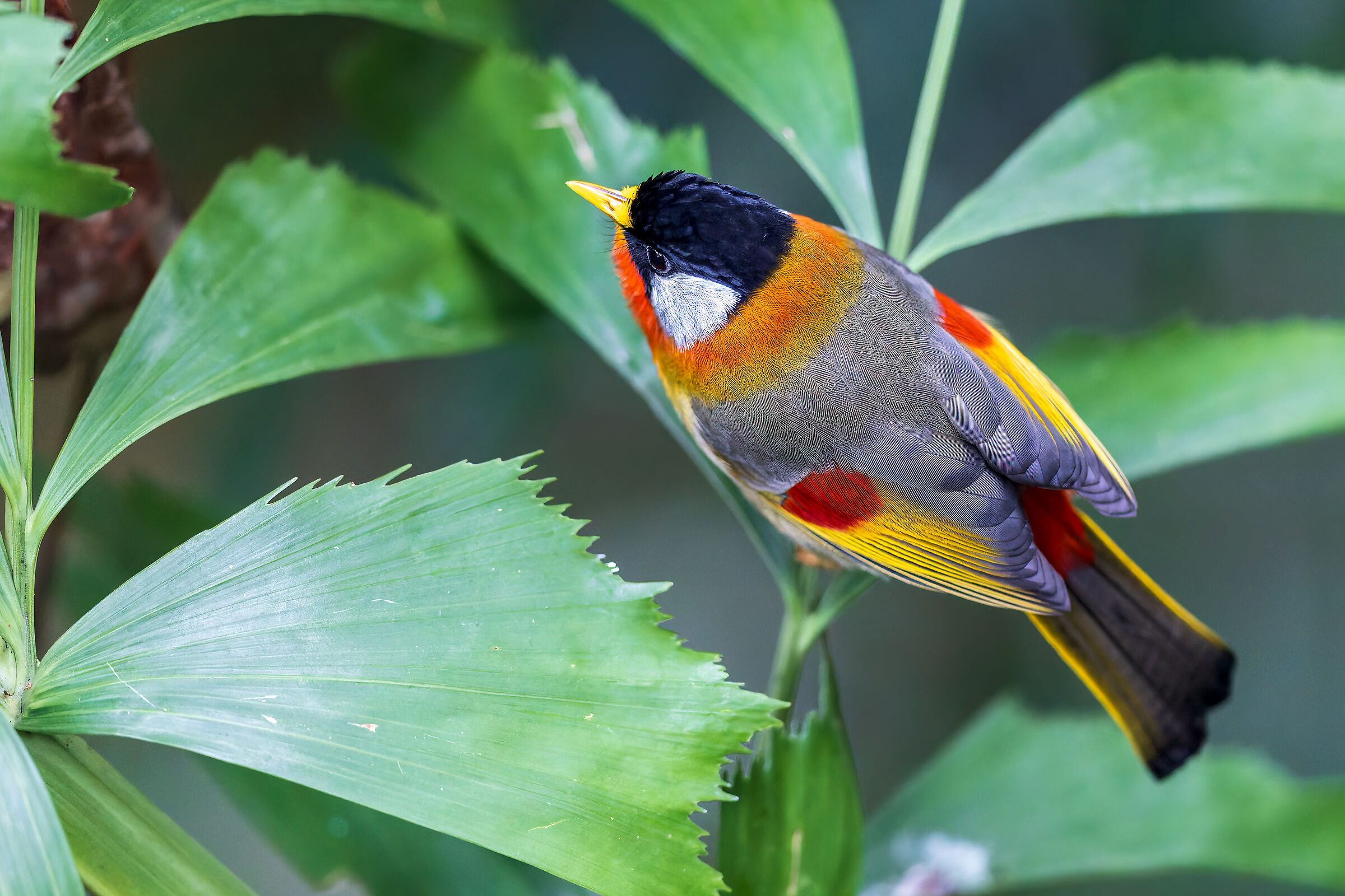 Leiothrix argentauris (Silver-eared nightingale)