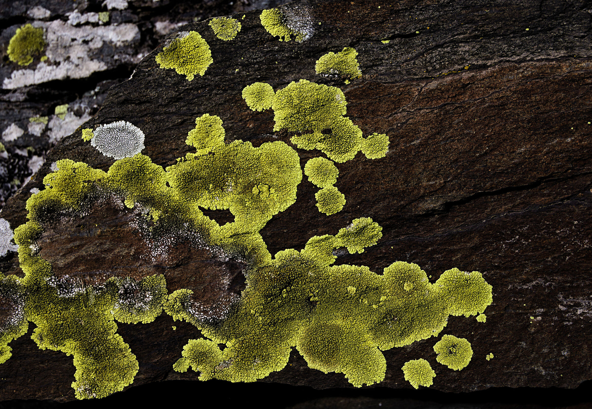 Rhizocarpon geographicum