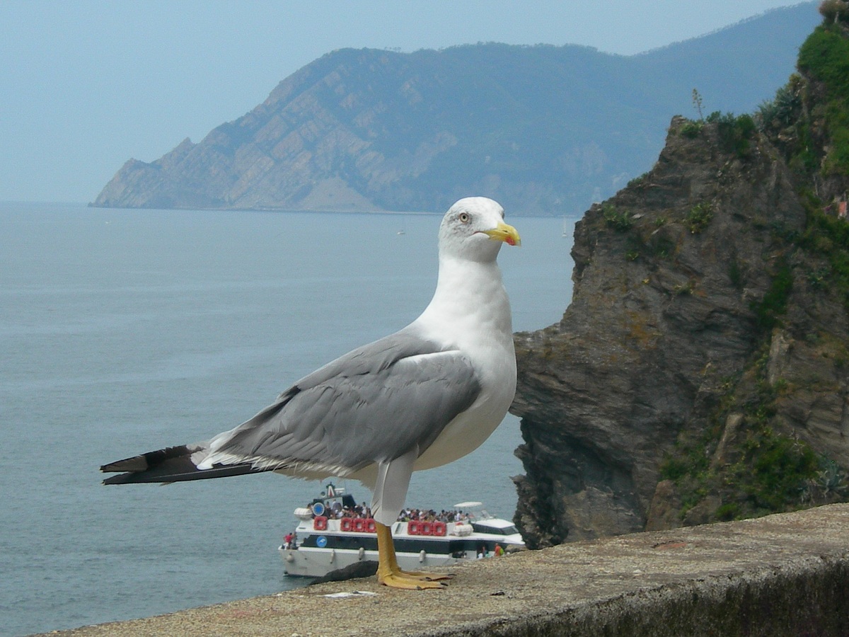seagull posing