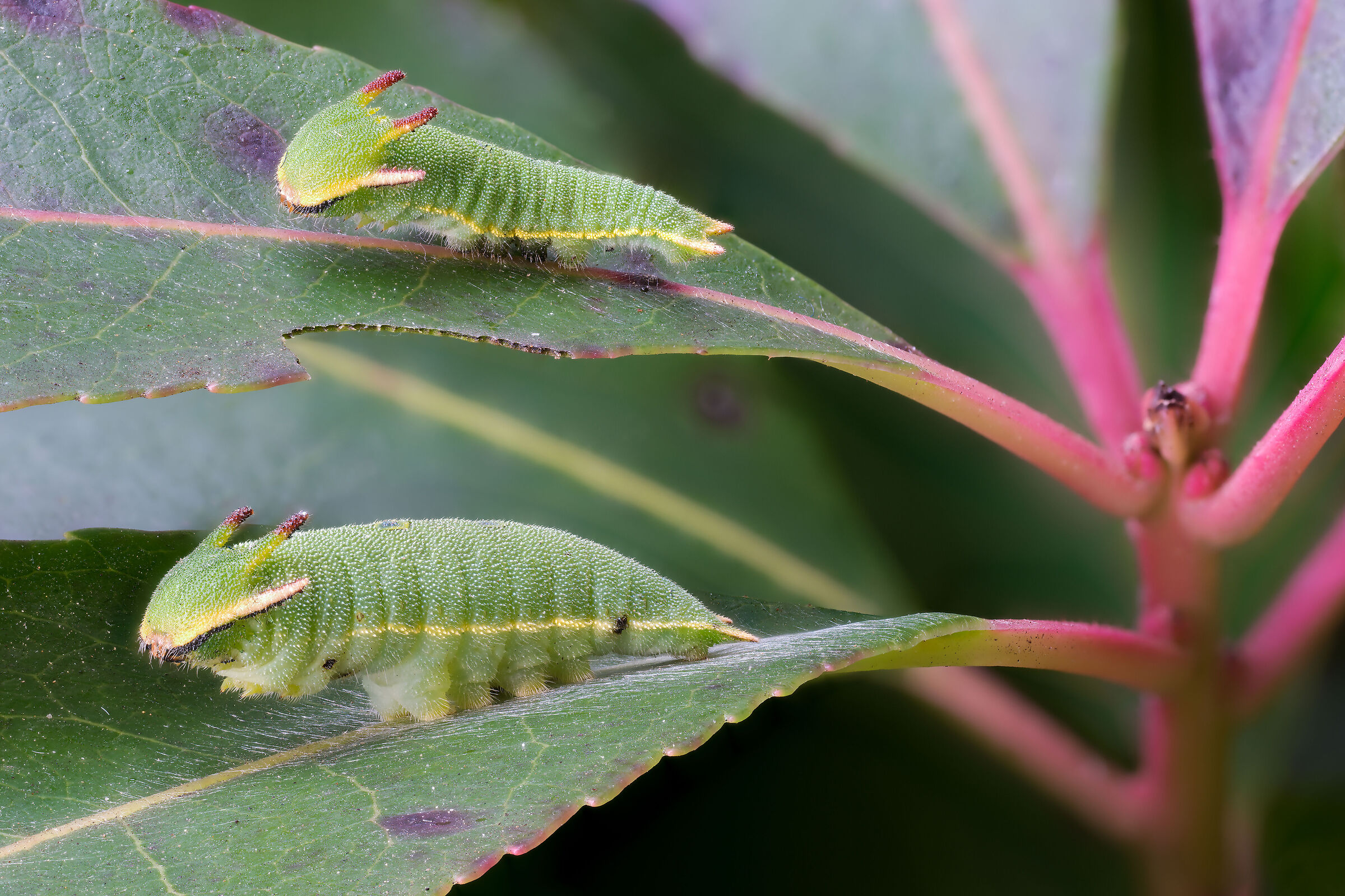 Caterpillar of the Strawberry Tree Butterfly.