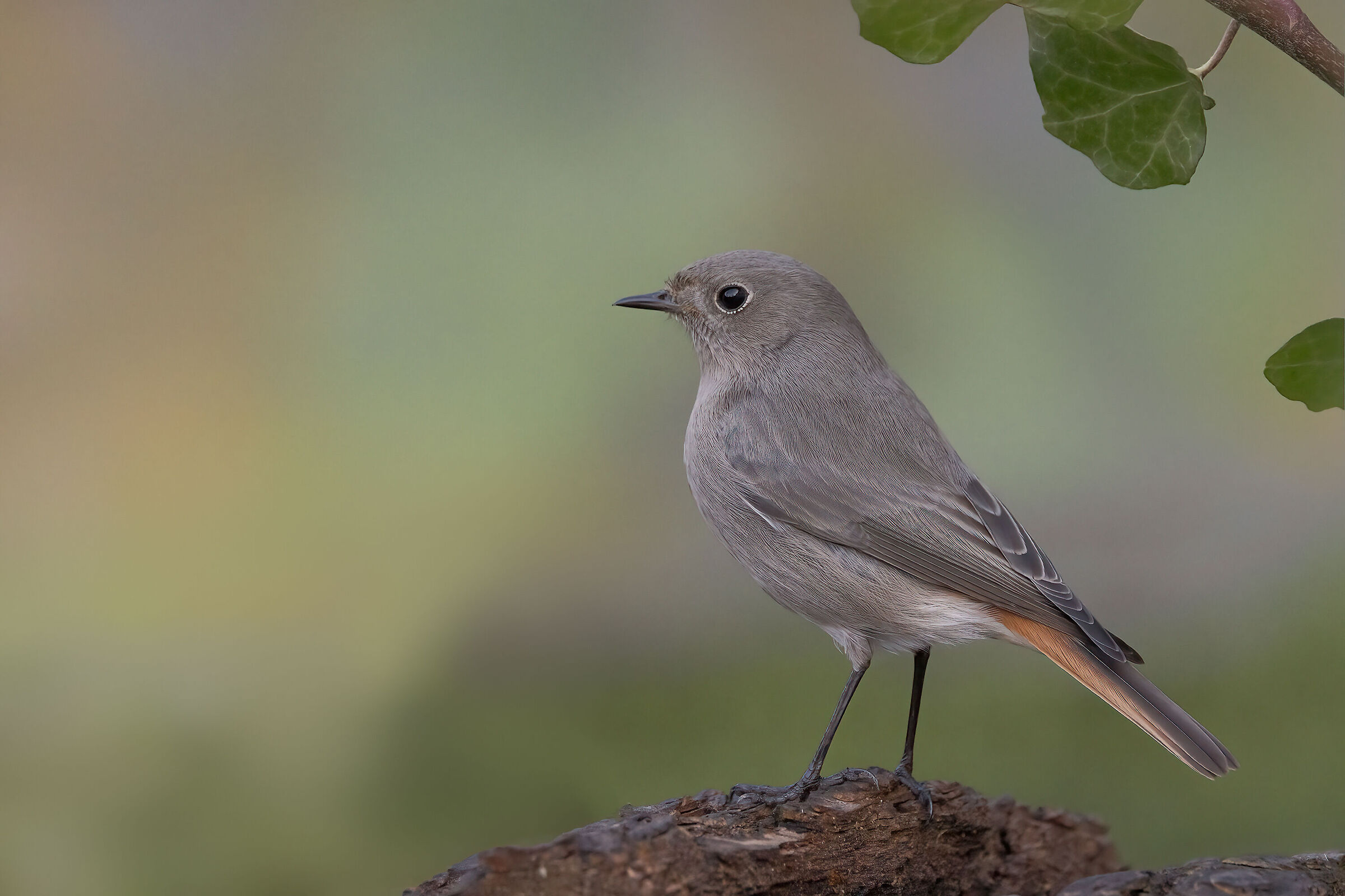 Codirosso spazzacamino femmina