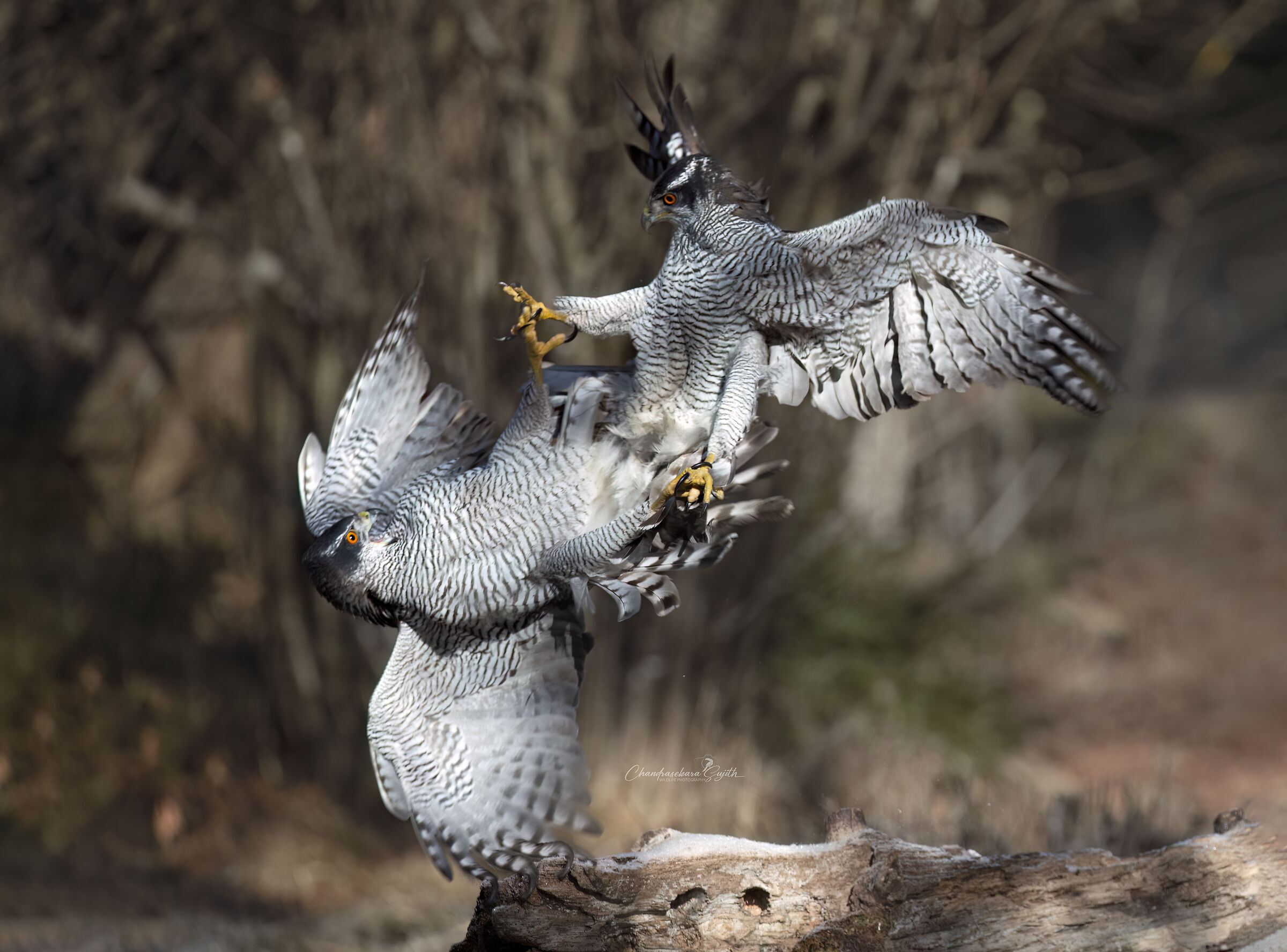 goshawk