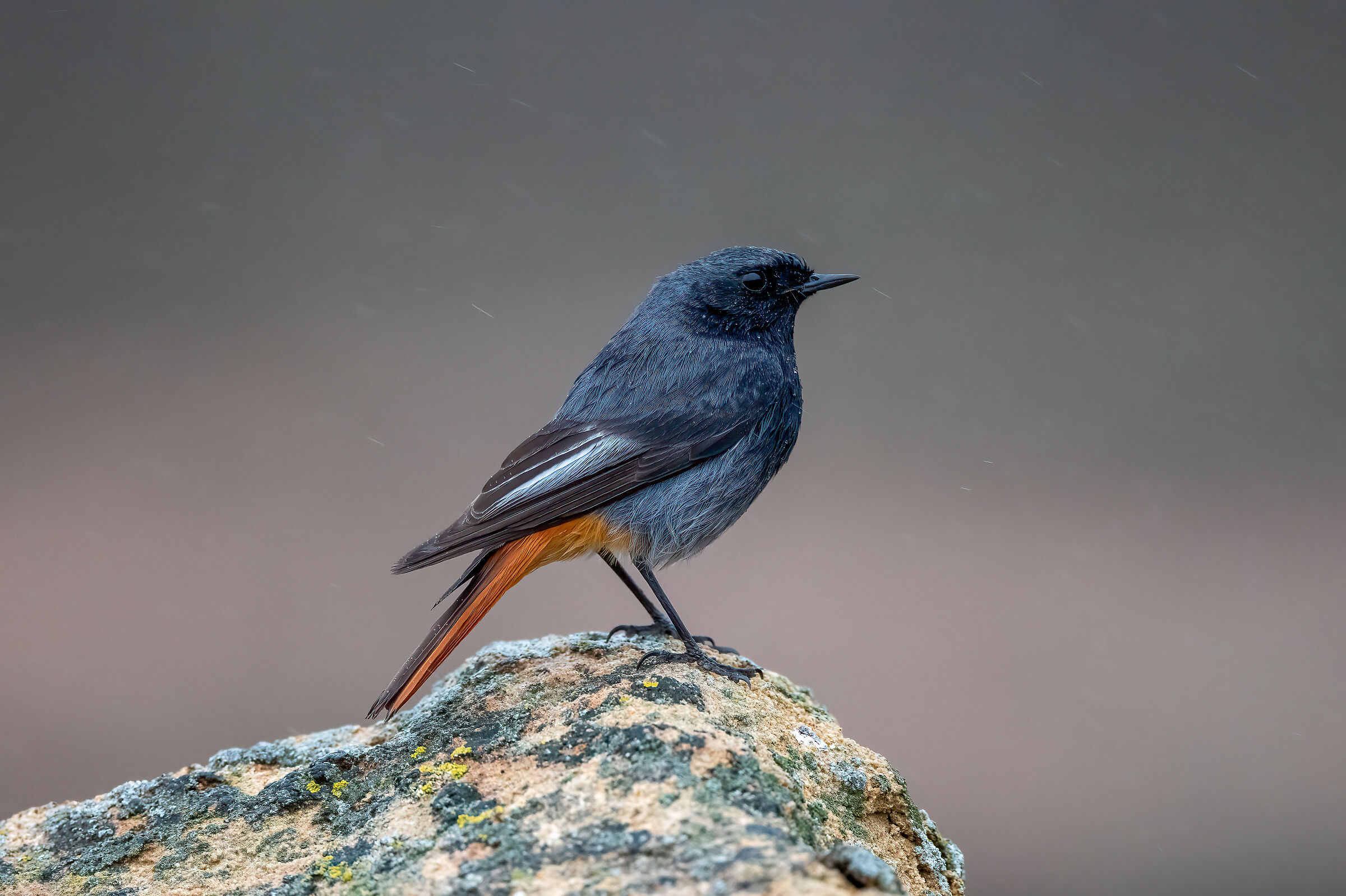 Chimney Sweep Redstart (Phoenicurus ochruros)