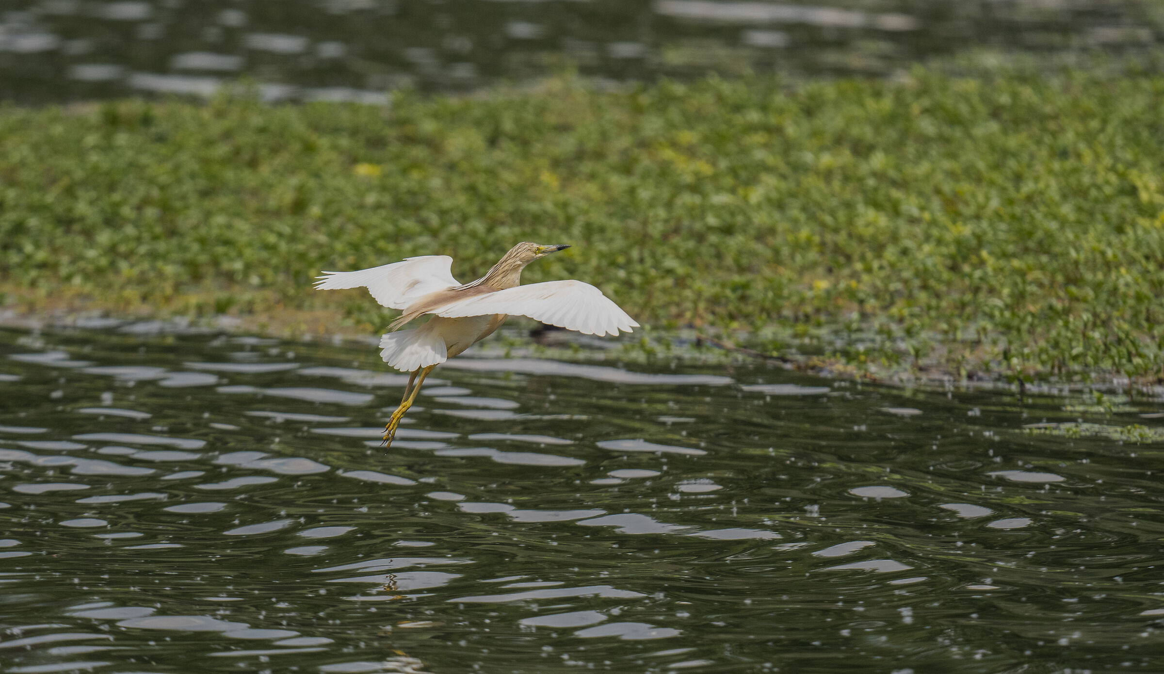 squacco heron