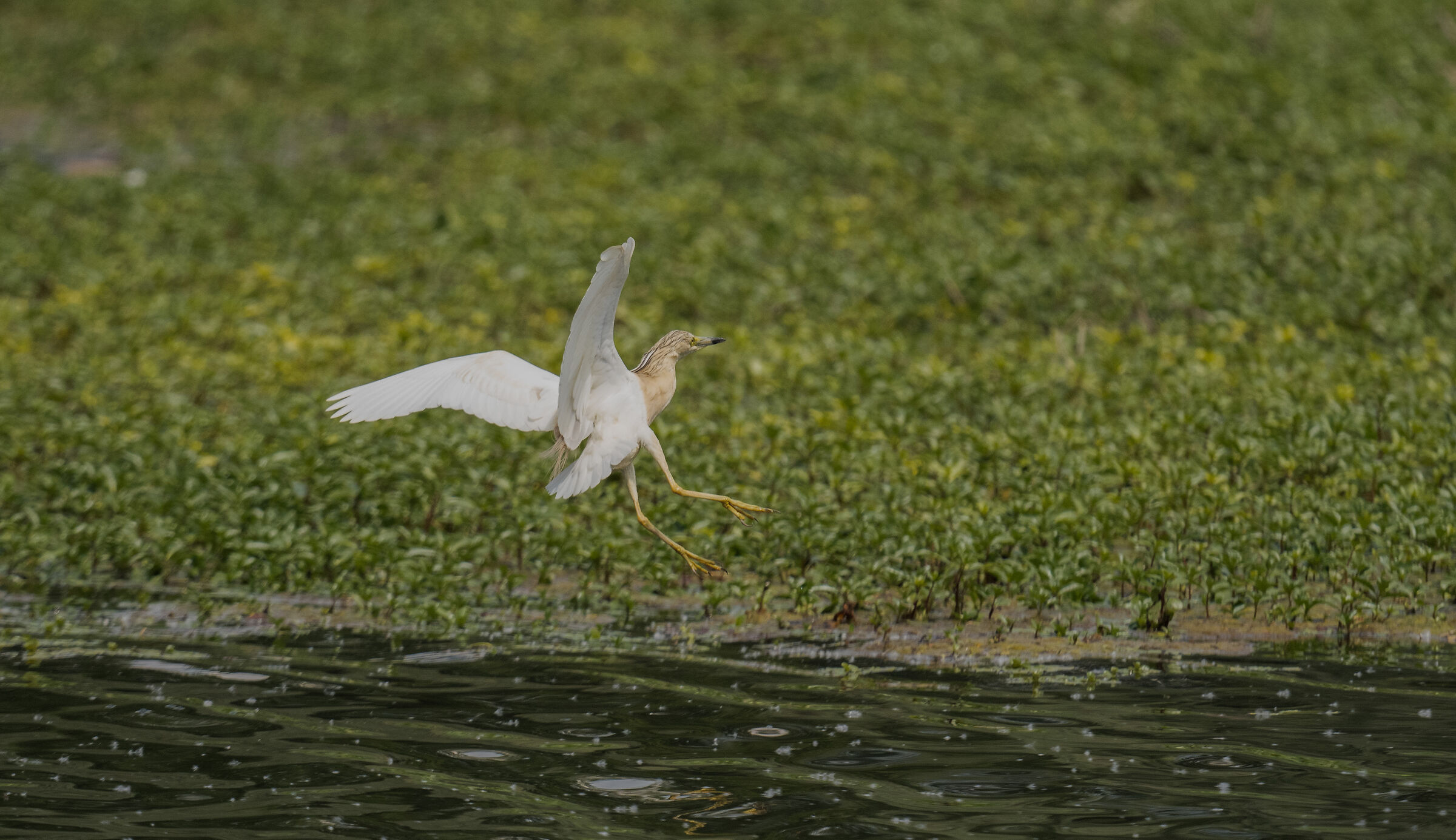squacco heron