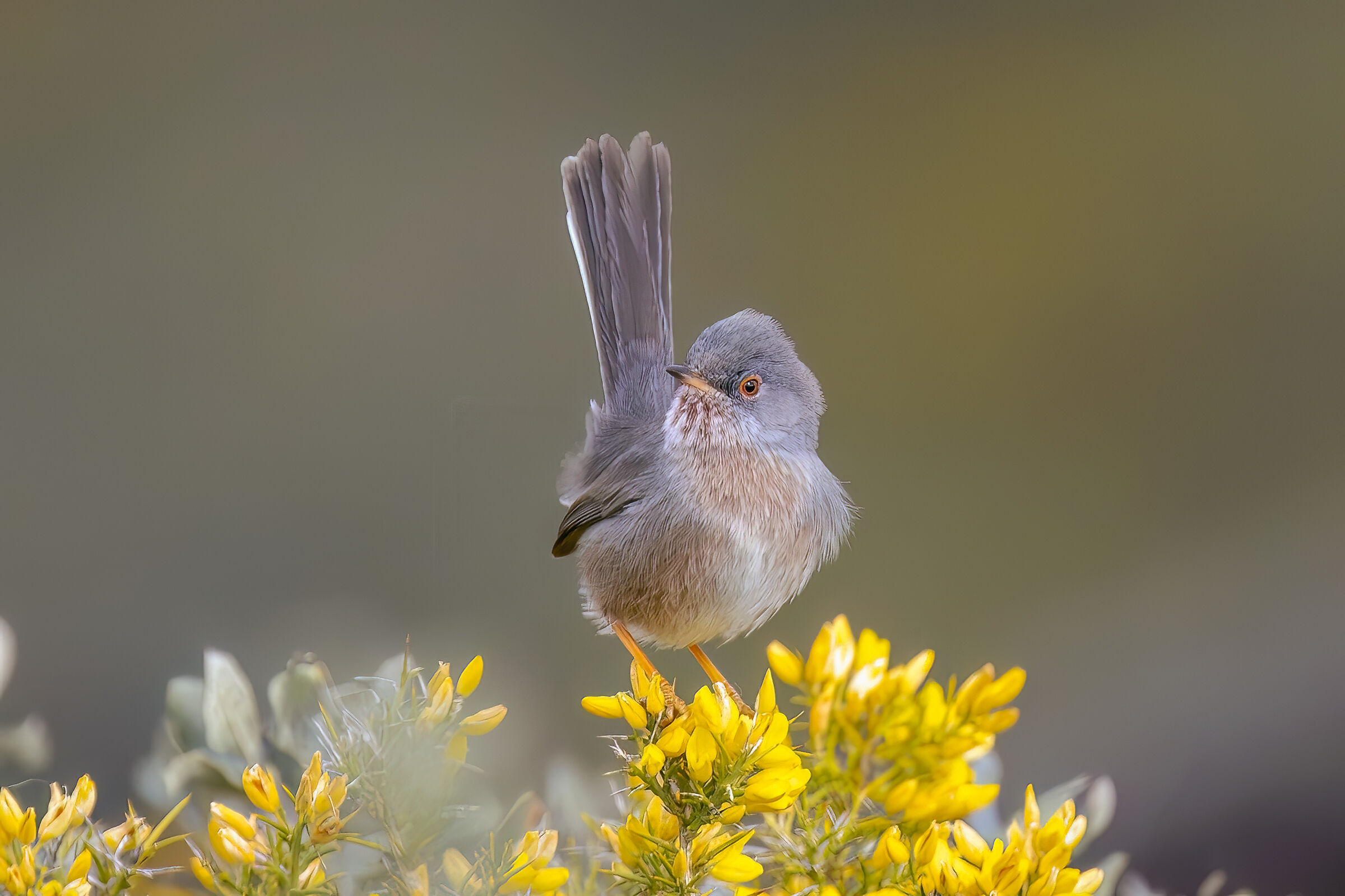 Dartford warbler