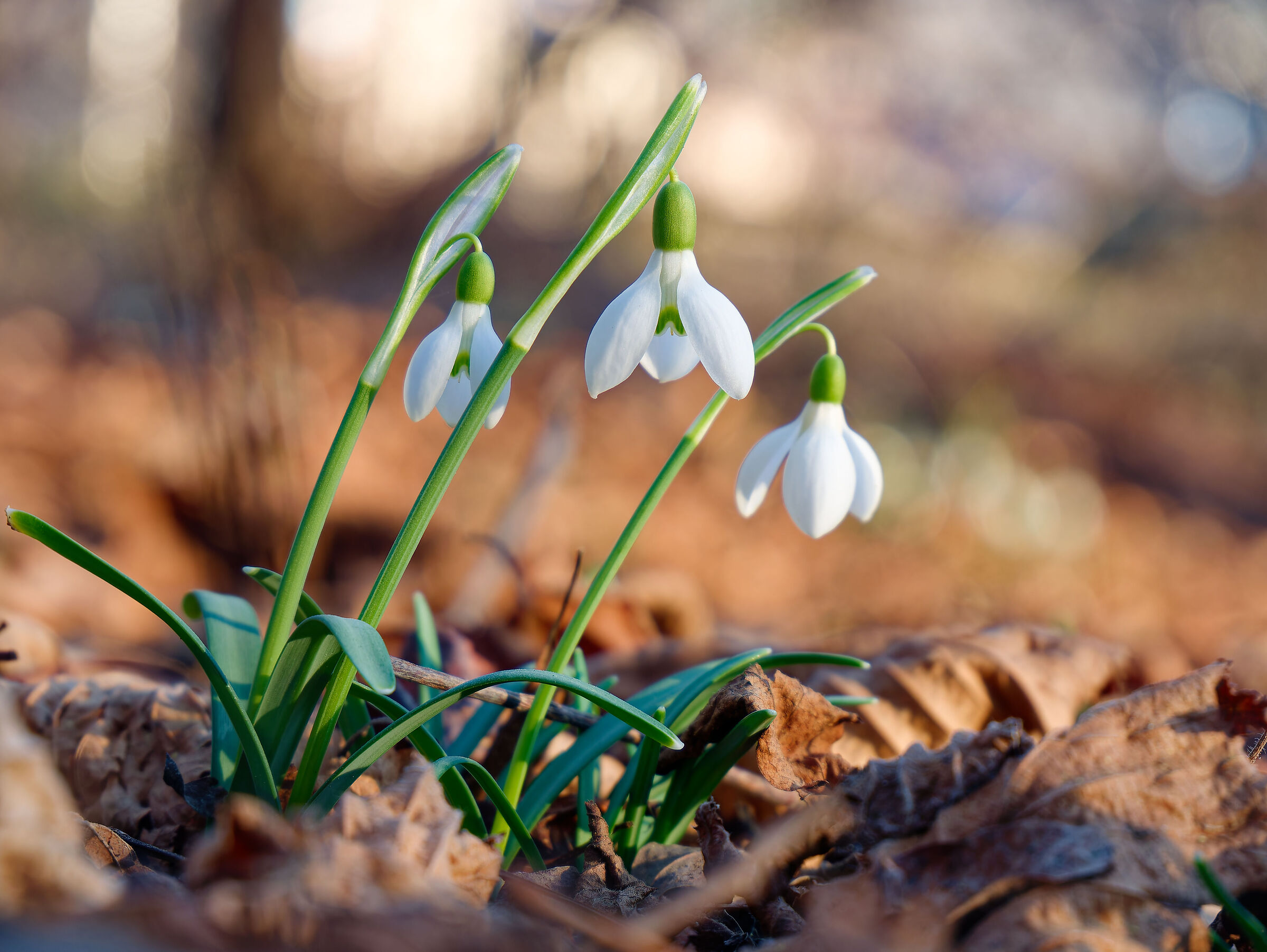 Snowdrop