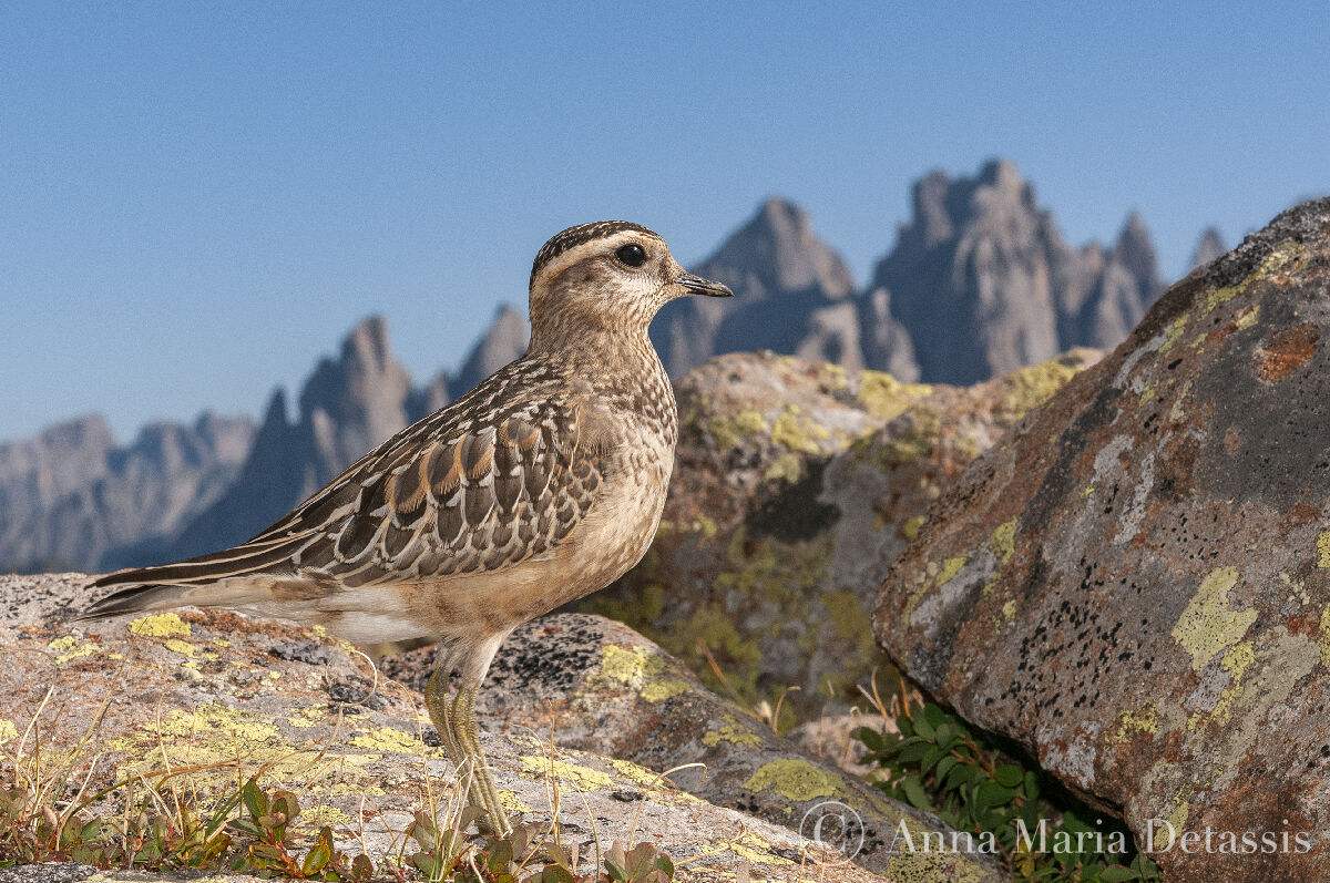 Tortolino plover