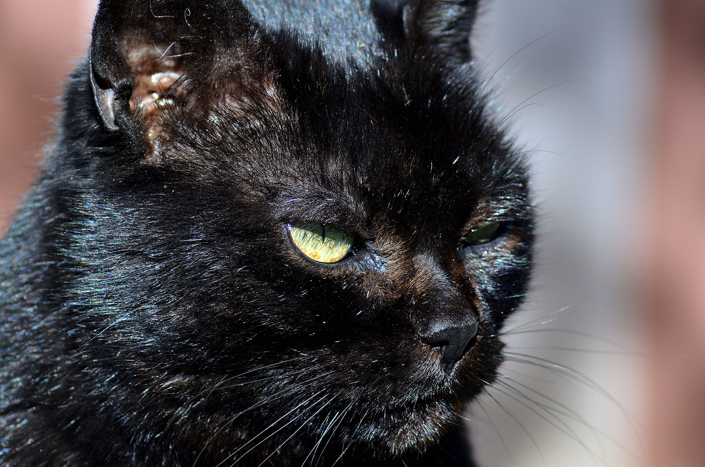 My cat