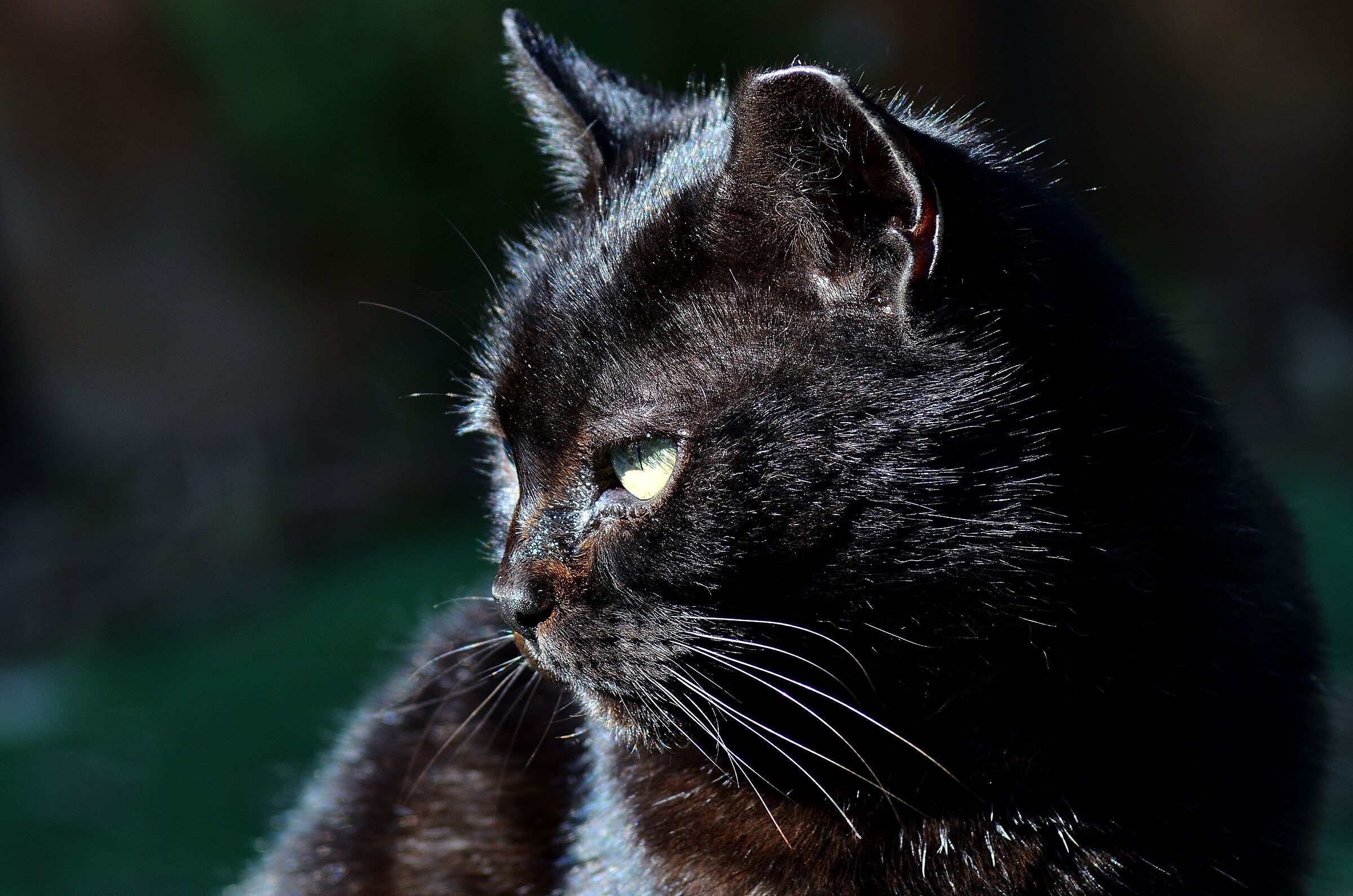 My cat 3