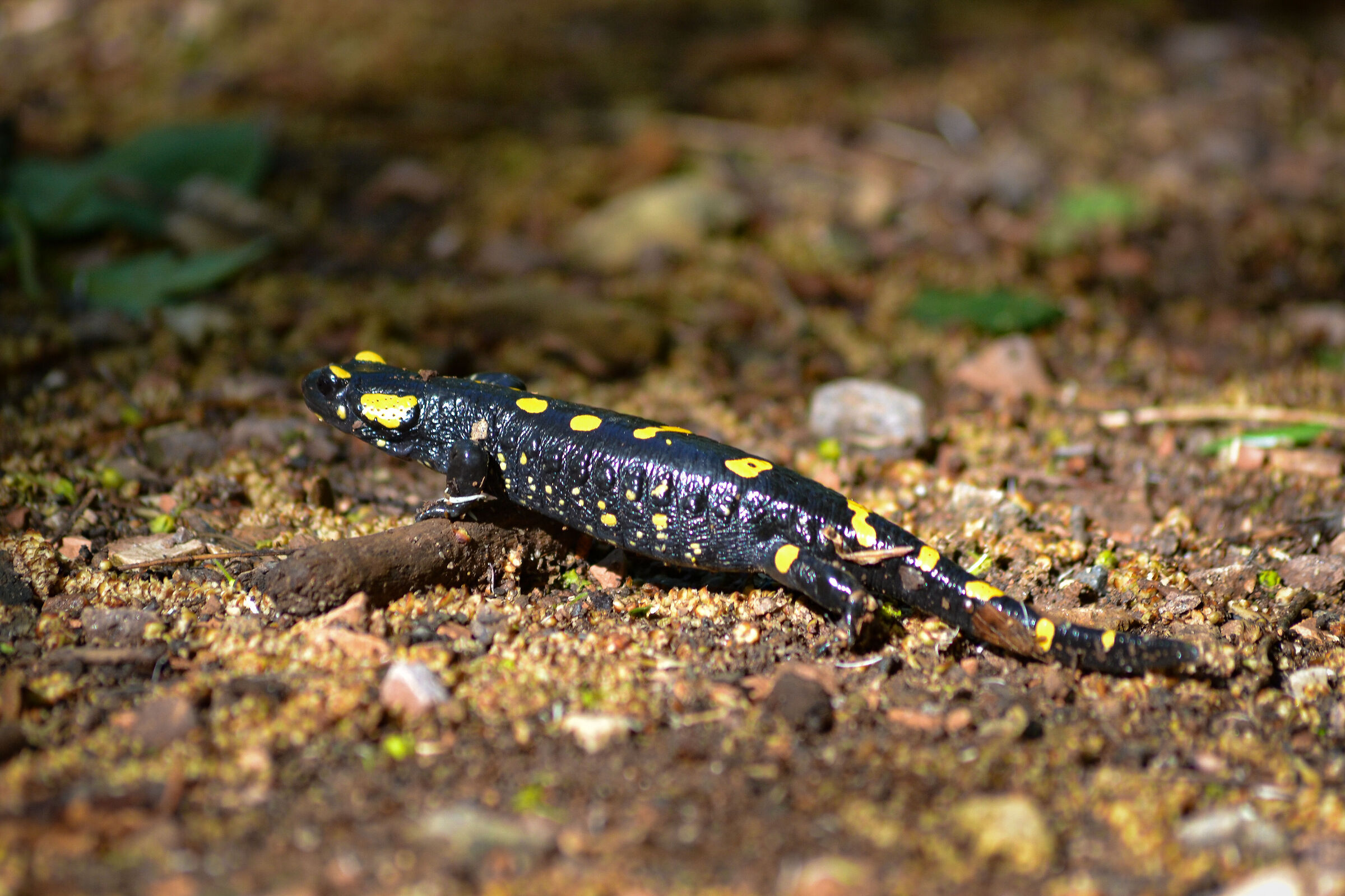 Salamandra