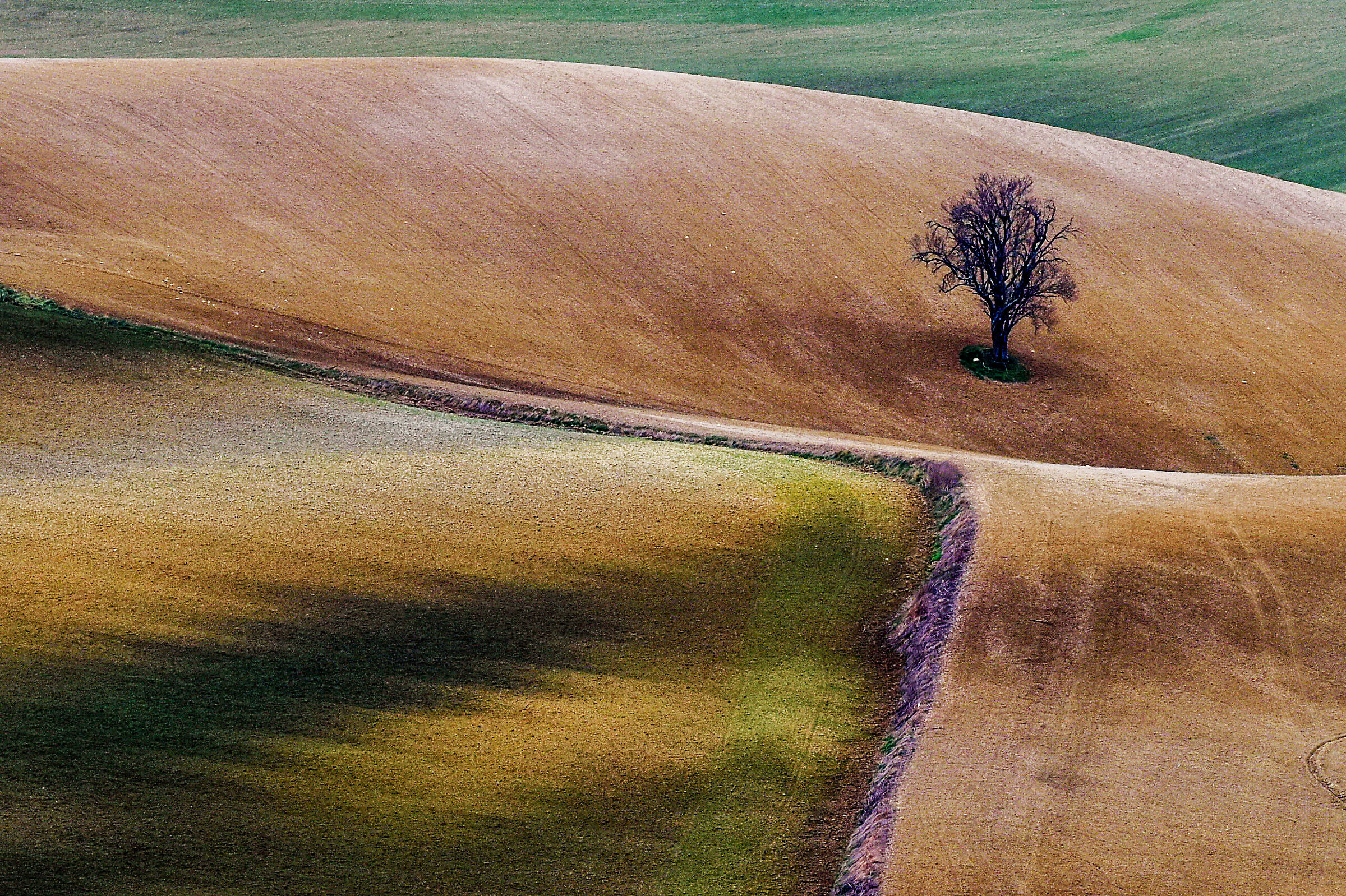 the lonely tree...